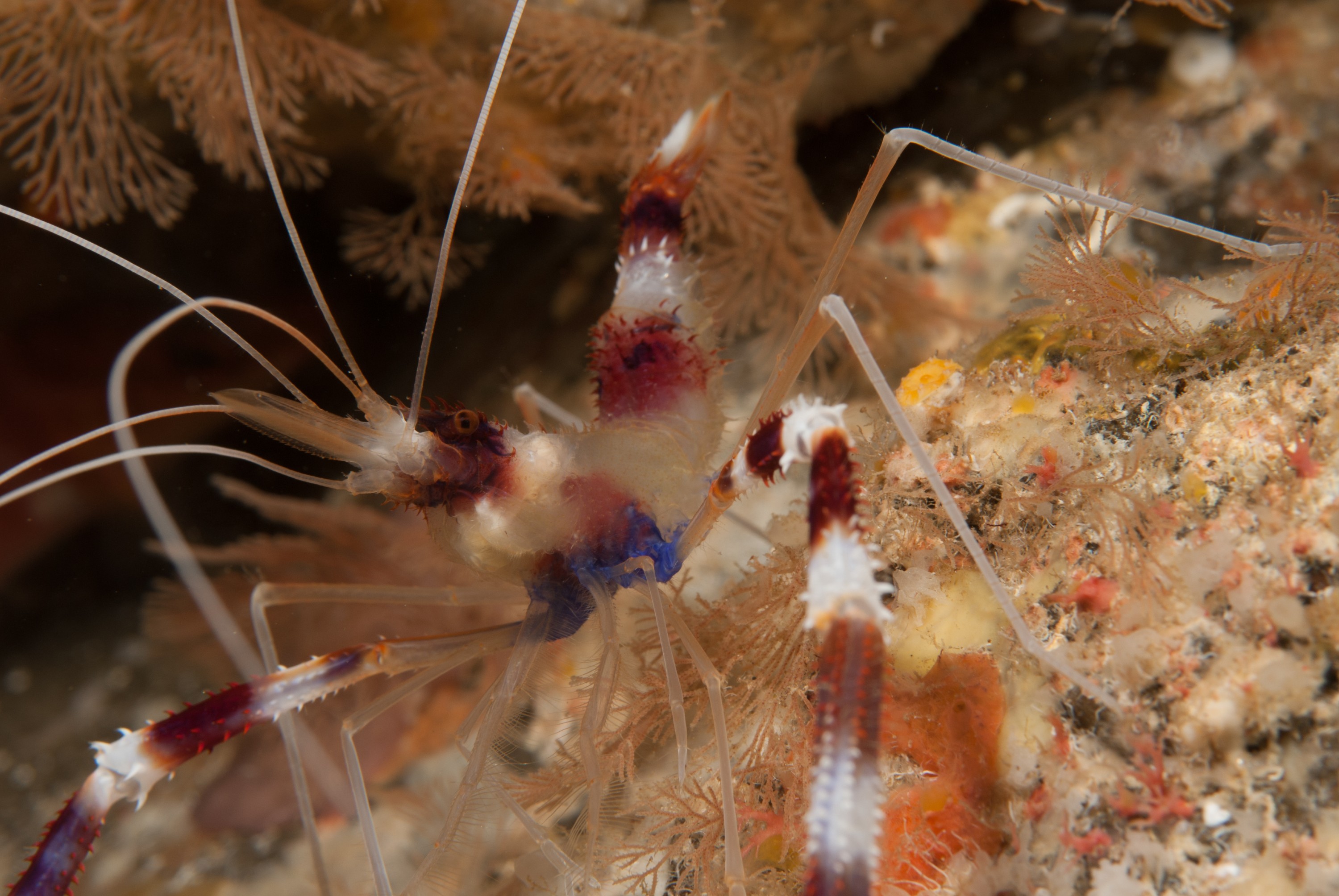 _JFG3451 – kermadec, islands, kermadecs, dive, images, remote, doc, sub tropical, subtropical, sub-tropical, marine, reserve, expedition, lust for rust, mesley, crispin, nz, new, zealand, new zealand, crispin, Kermadecs 13, Banded, Coral, shrimp, Stenopus, hispidus,