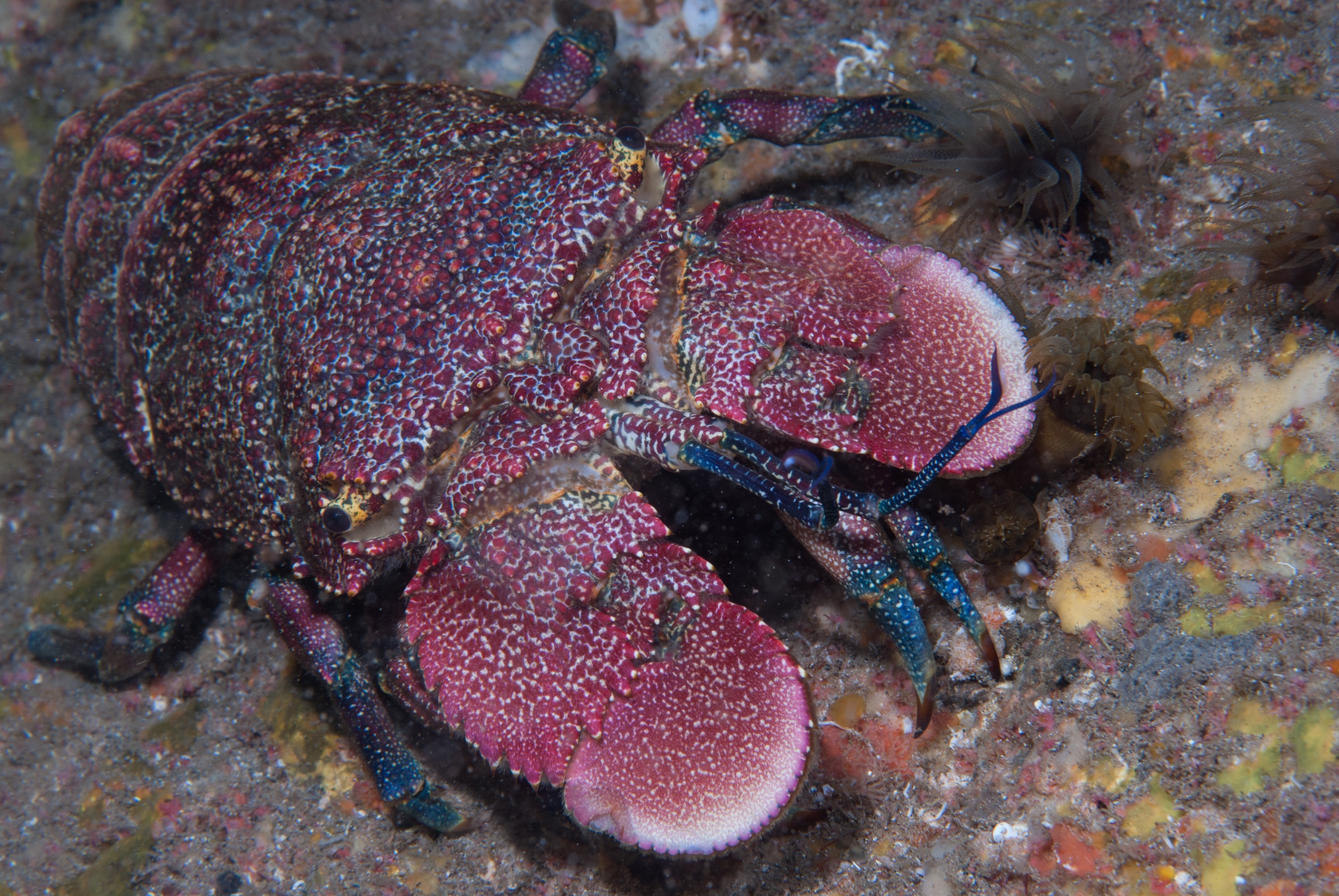 _JFG3452 – kermadec, islands, kermadecs, dive, images, remote, doc, sub tropical, subtropical, sub-tropical, marine, reserve, expedition, lust for rust, mesley, crispin, nz, new, zealand, new zealand, crispin, Kermadecs 13, Spanish, Lobster, Arctides, antipodarum,