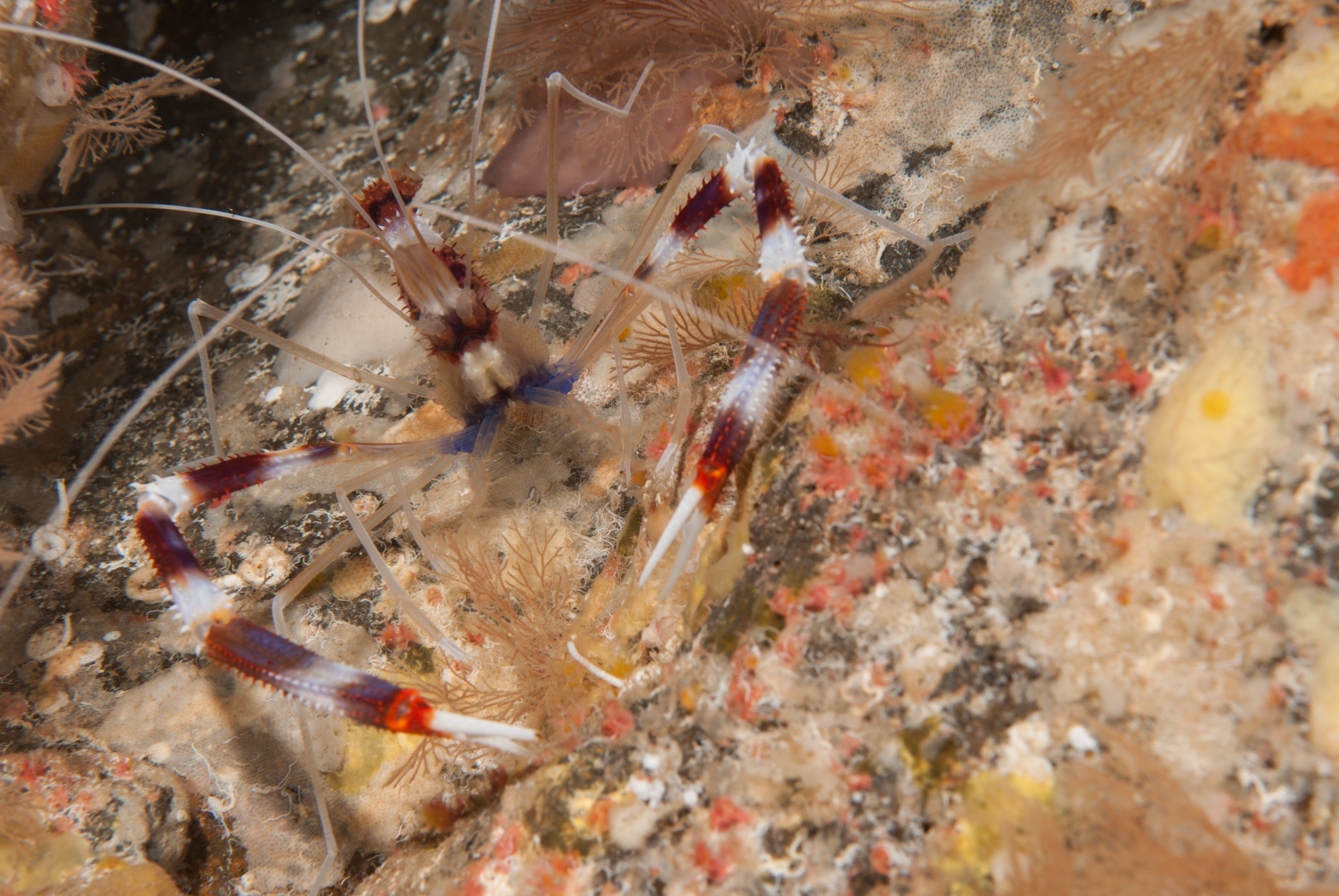 _JFG3476 – kermadec, islands, kermadecs, dive, images, remote, doc, sub tropical, subtropical, sub-tropical, marine, reserve, expedition, lust for rust, mesley, crispin, nz, new, zealand, new zealand, crispin, Kermadecs 13, Banded, Coral, shrimp, Stenopus, hispidus,