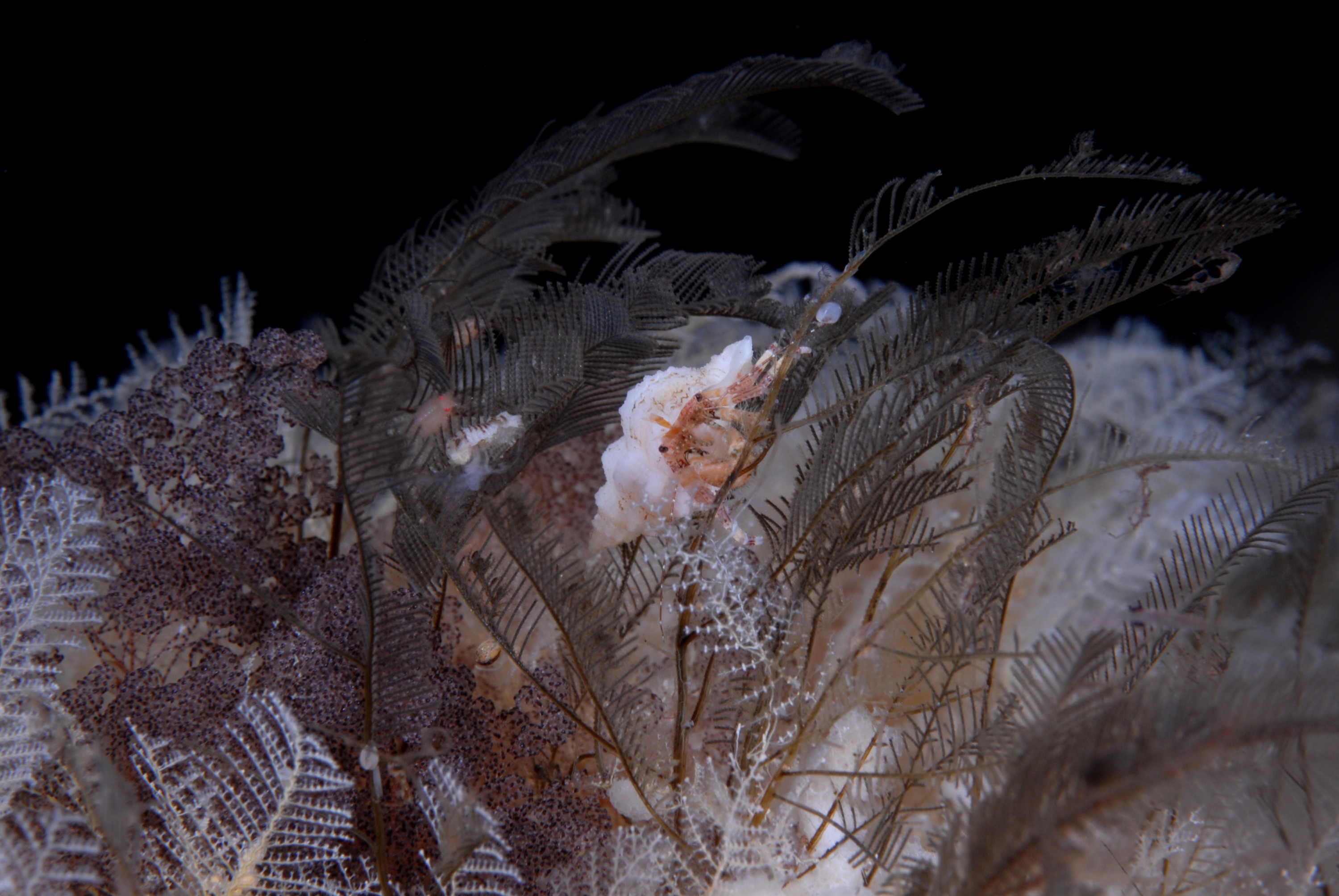 _JFG9752 – crispin, nz, new, zealand, new zealand, aug16_cm, hermit, crab, unknown