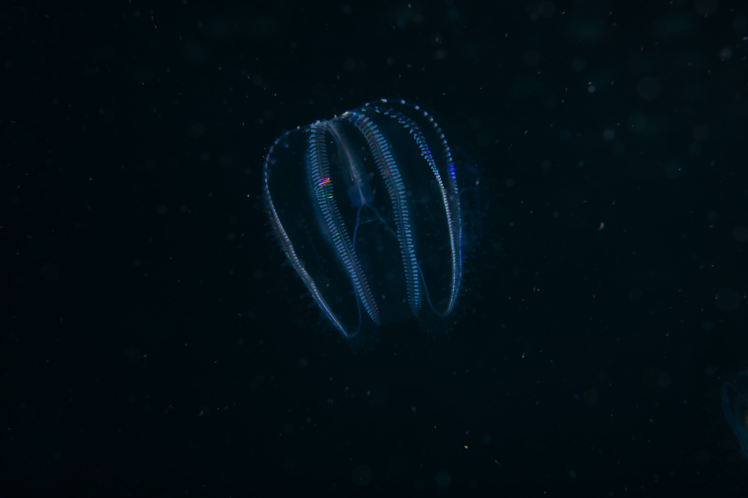 DSC_1418 – Ctenophore, new, zealand, crispin, seacology, seacologynz, jelly, comb