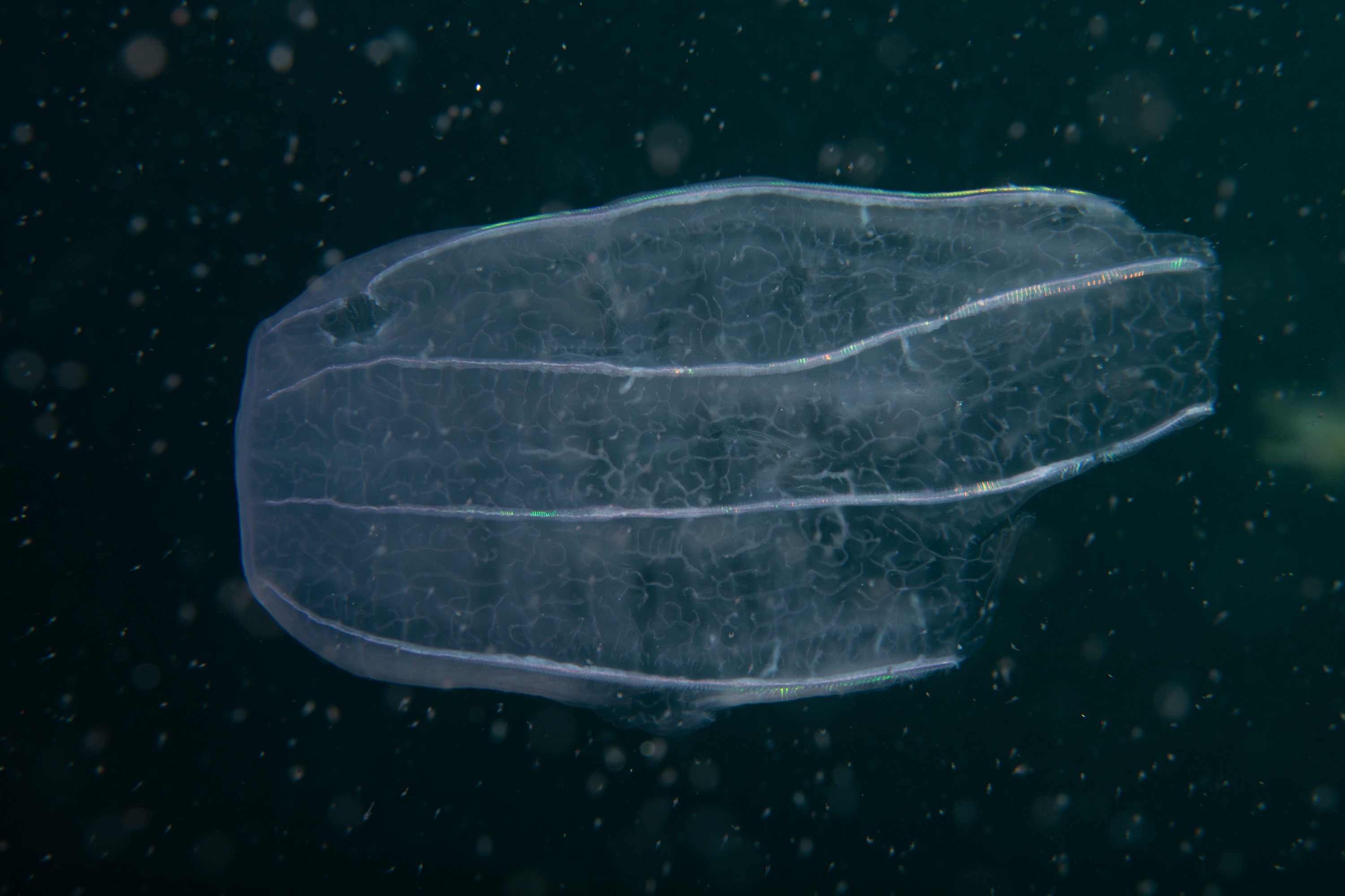 DSC_1462 – Ctenophore, new, zealand, crispin, seacology, seacologynz, jelly, comb