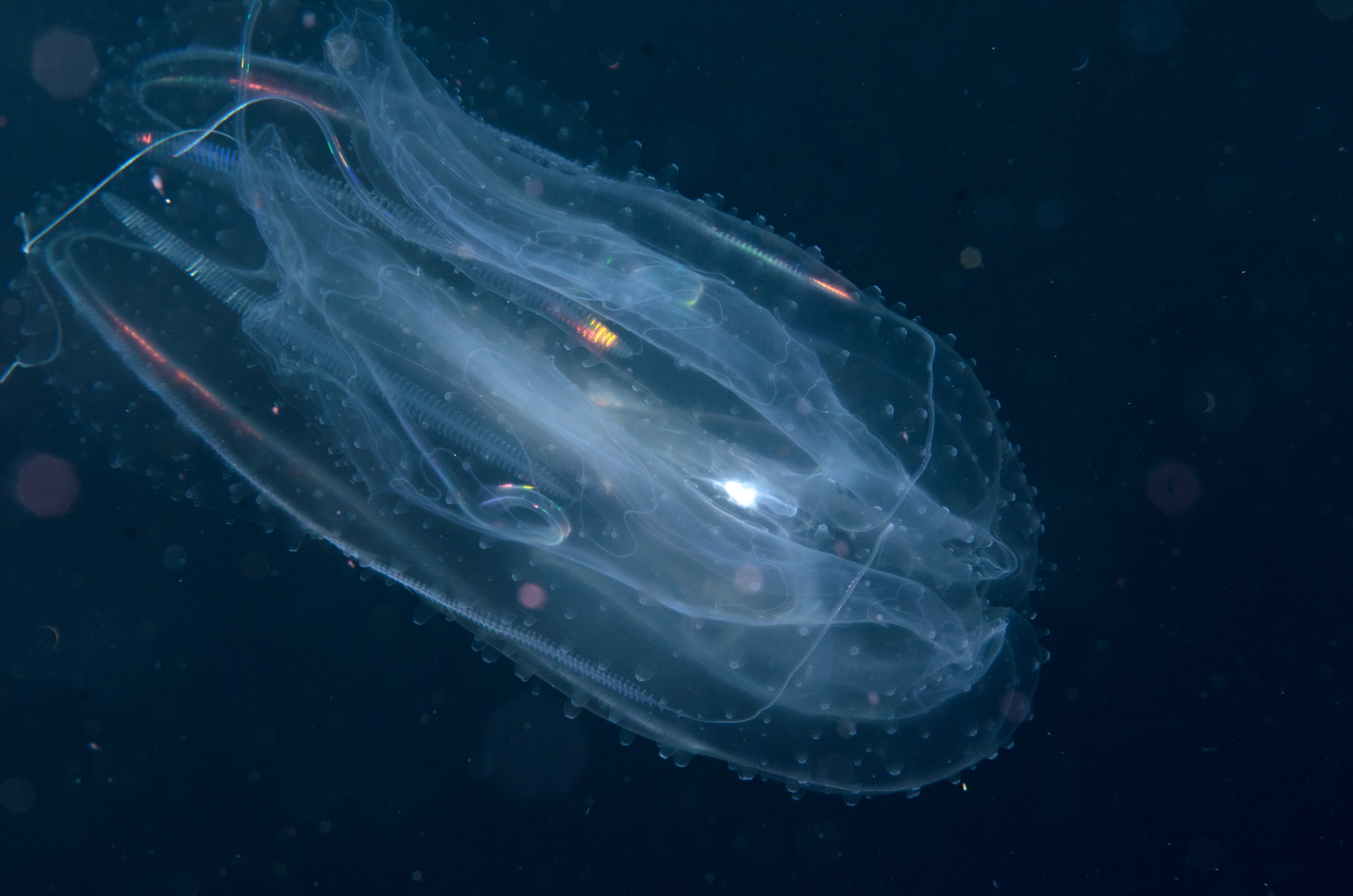 DSC_1566 – crispin, nz, new zealand, new, zealand, poor, knights, marine, reserve, underwater, Underwater, Ctenophore, unknown, jelly, lights, light, poor, knights, marine, reserve, Crispin, marine, new zealand, zealand, new, nz,