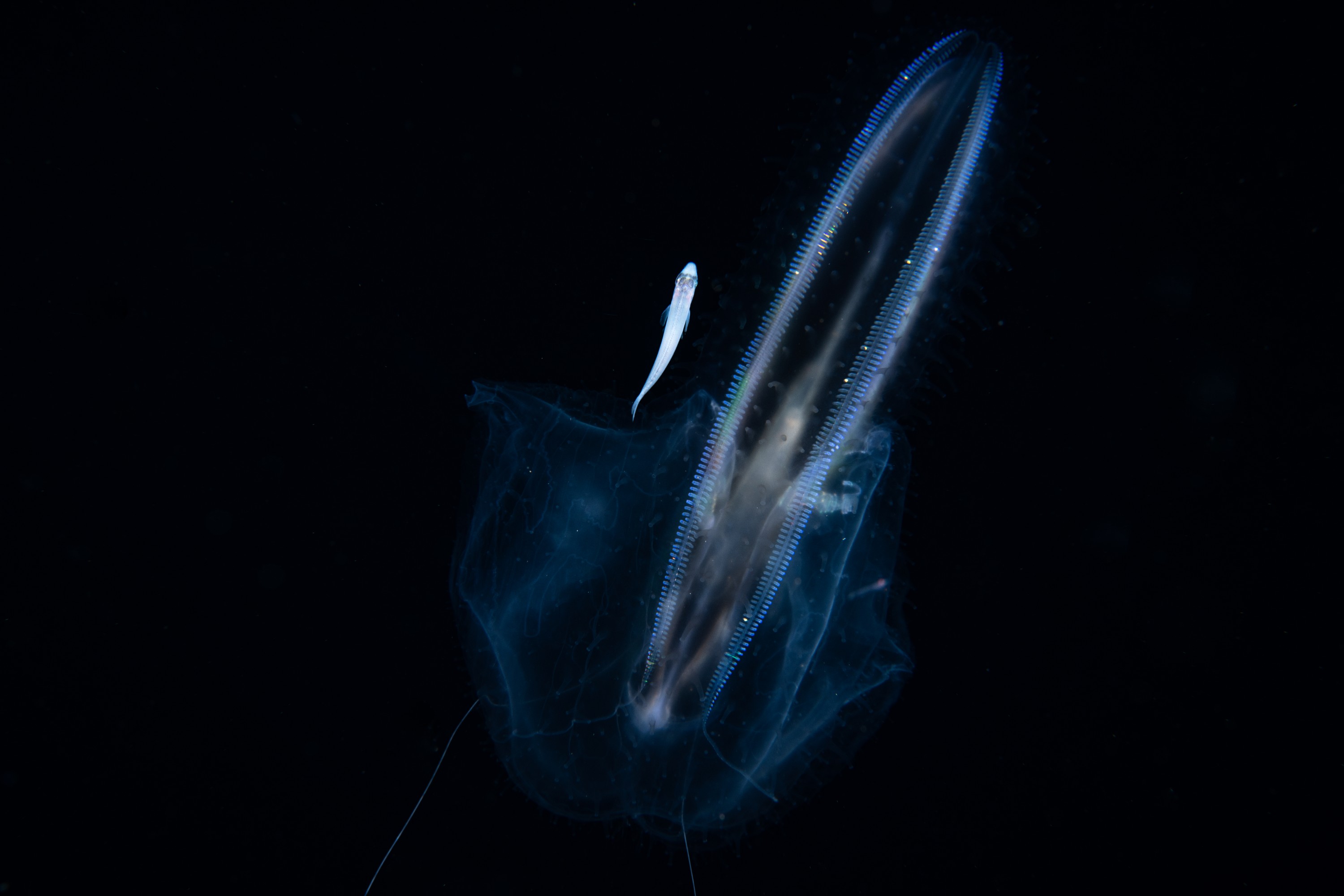 DSC_1629 – Ctenophore, new, zealand, crispin, seacology, seacologynz, jelly, comb