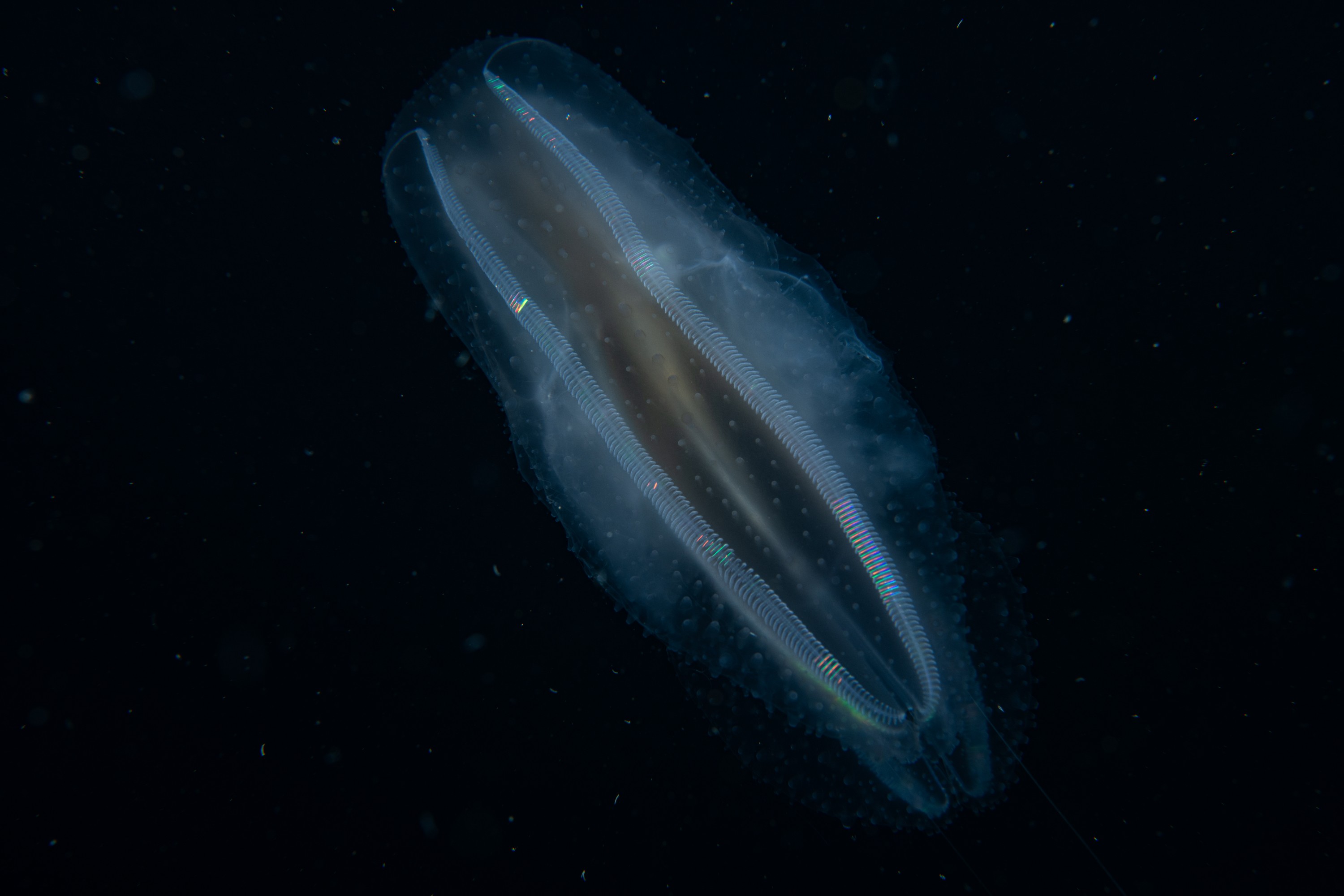 DSC_1890 – Ctenophore, new, zealand, crispin, seacology, seacologynz, jelly, comb
