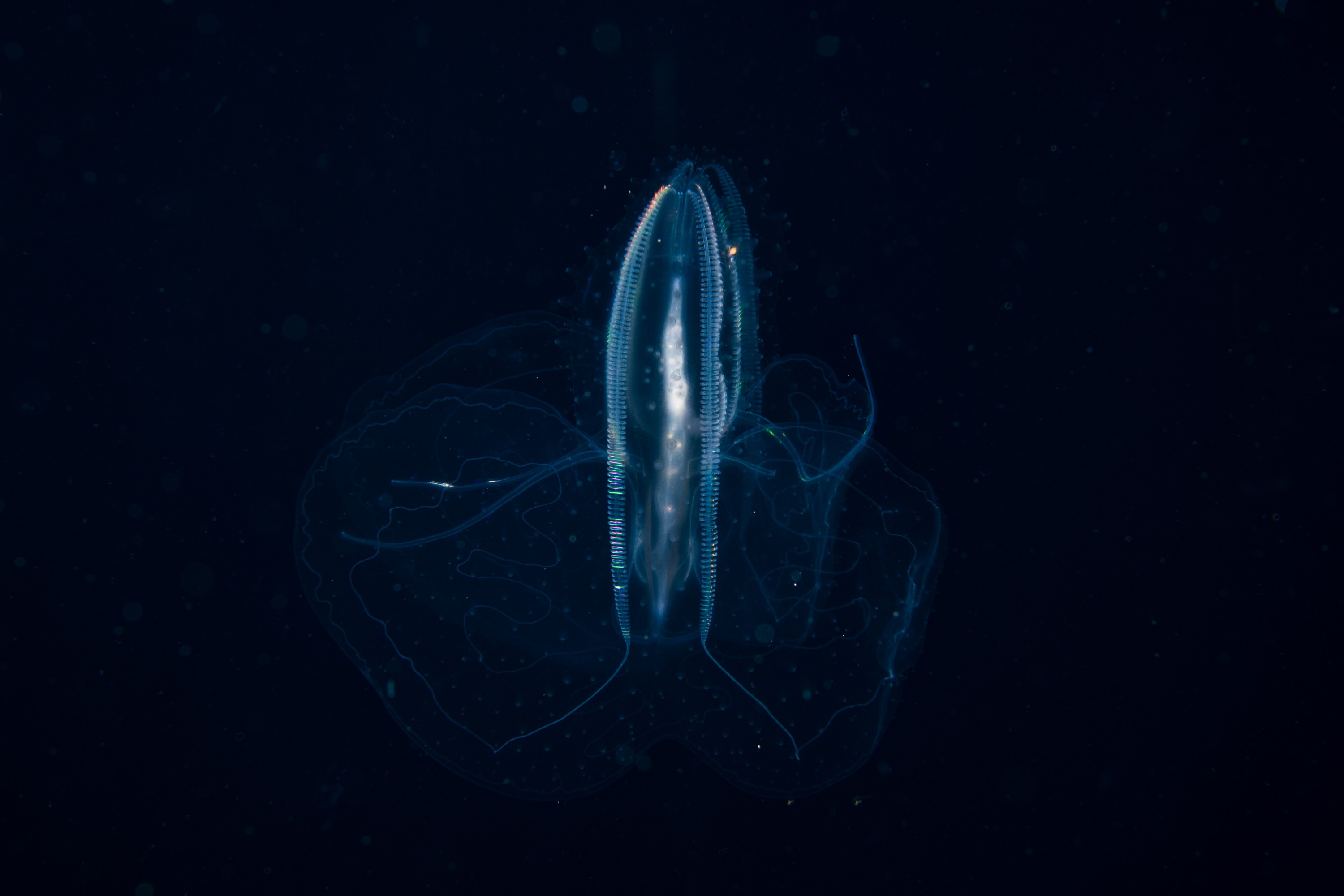 DSC_3073-Edit – Ctenophore, new, zealand, crispin, seacology, seacologynz, jelly, comb