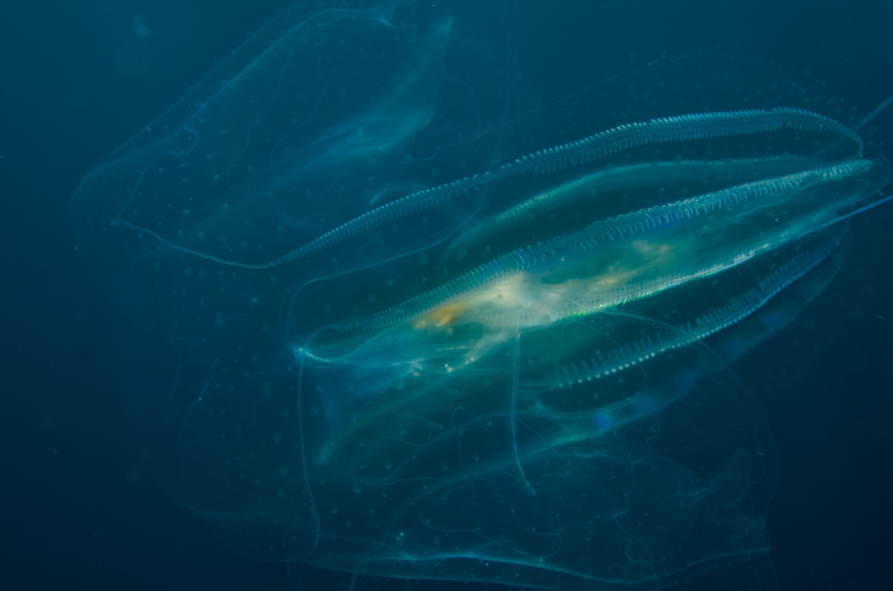 DSC_5113 – Underwater, Lobate, Ctenophore, unknown, jelly, jellyfish, pelagic, poor, knights, marine, reserve, Crispin, marine, new zealand, zealand, new, nz,