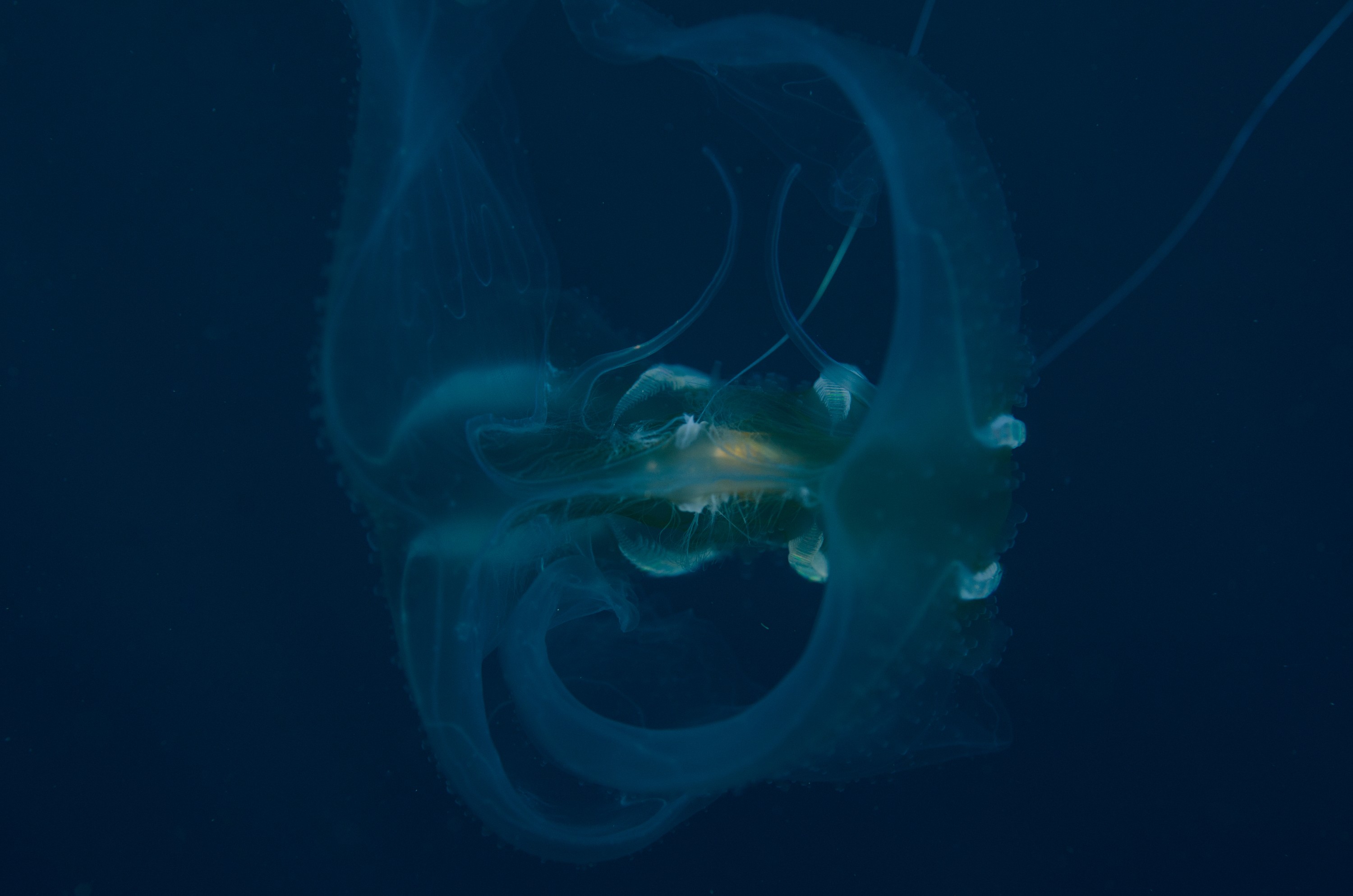 DSC_5115 – Underwater, Lobate, Ctenophore, unknown, jelly, jellyfish, pelagic, poor, knights, marine, reserve, Crispin, marine, new zealand, zealand, new, nz,
