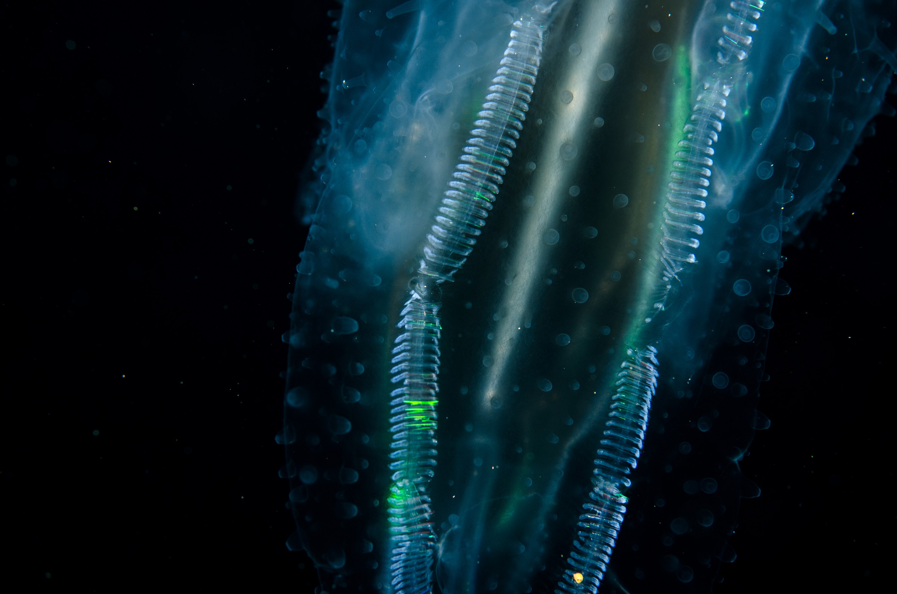 DSC_5836 – crispin, nz, new zealand, new, zealand, poor, knights, marine, reserve, underwater, Underwater, Ctenophore, unknown, jelly, lights, light, poor, knights, marine, reserve, Crispin, marine, new zealand, zealand, new, nz,