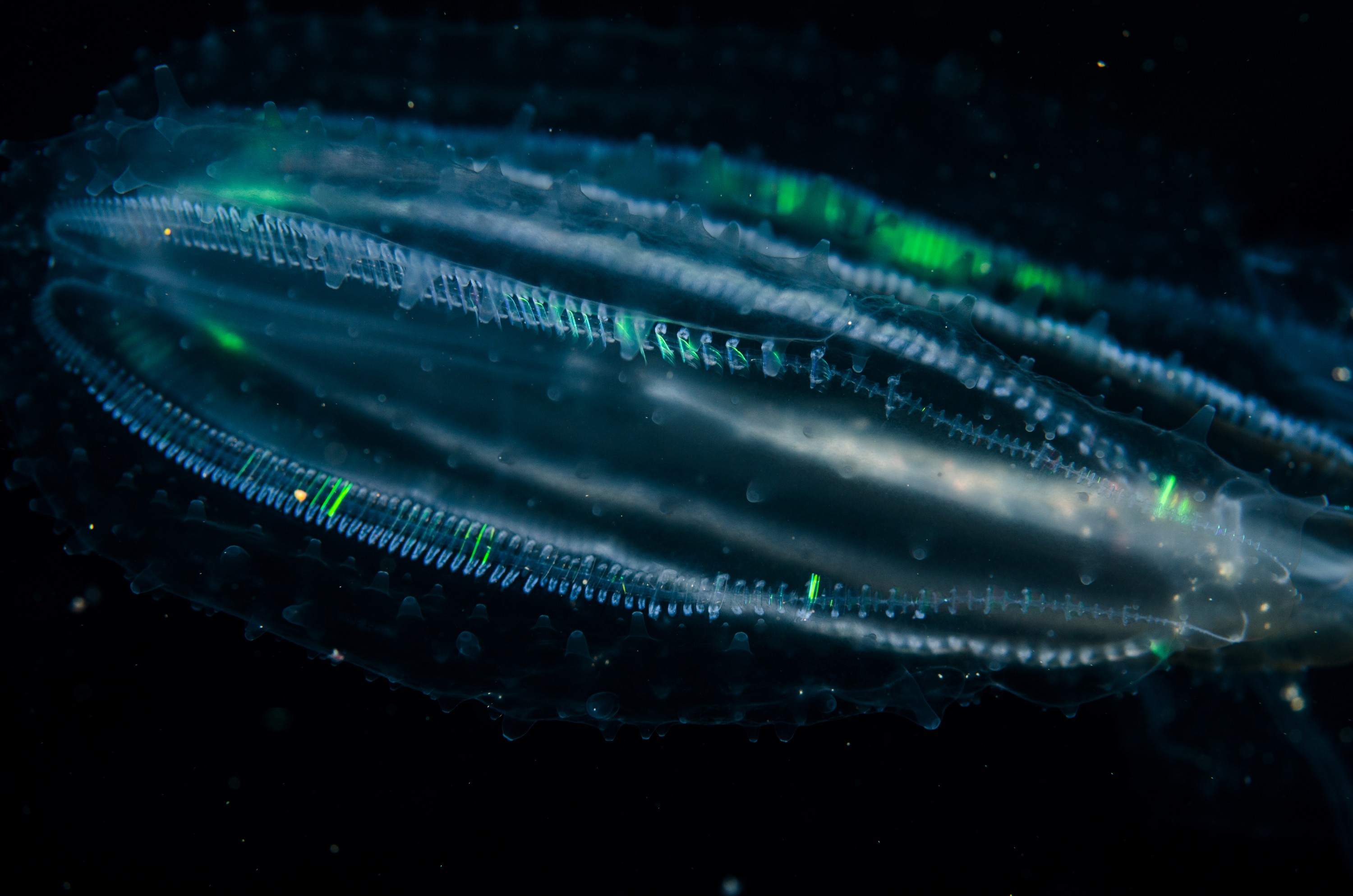 DSC_5844 – crispin, nz, new zealand, new, zealand, poor, knights, marine, reserve, underwater, Underwater, Ctenophore, unknown, jelly, lights, light, poor, knights, marine, reserve, Crispin, marine, new zealand, zealand, new, nz,