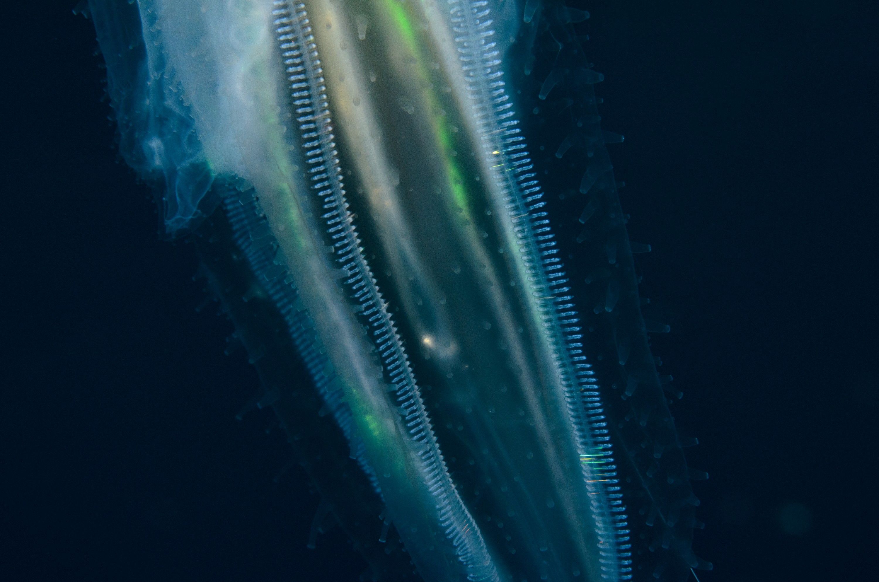 DSC_6336 – Jan Tunnel, June 16, Lost World, crispin, ctenophore, jelly, marine reserve, new zealand, northland, nz, poor knights, tutukaka, Ctenophore, new, zealand, seacology, seacologynz, comb