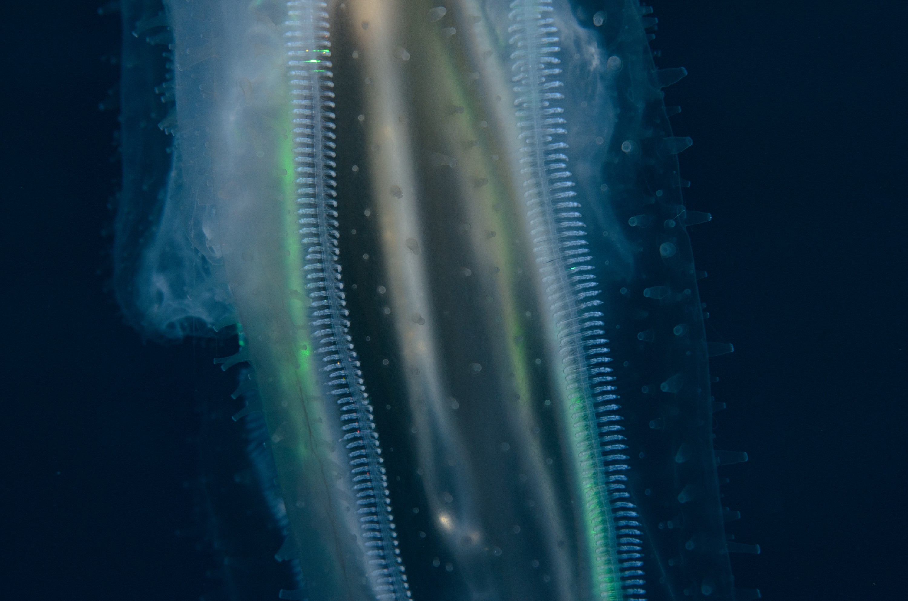 DSC_6337 – Jan Tunnel, June 16, Lost World, crispin, ctenophore, jelly, marine reserve, new zealand, northland, nz, poor knights, tutukaka, Ctenophore, new, zealand, seacology, seacologynz, comb