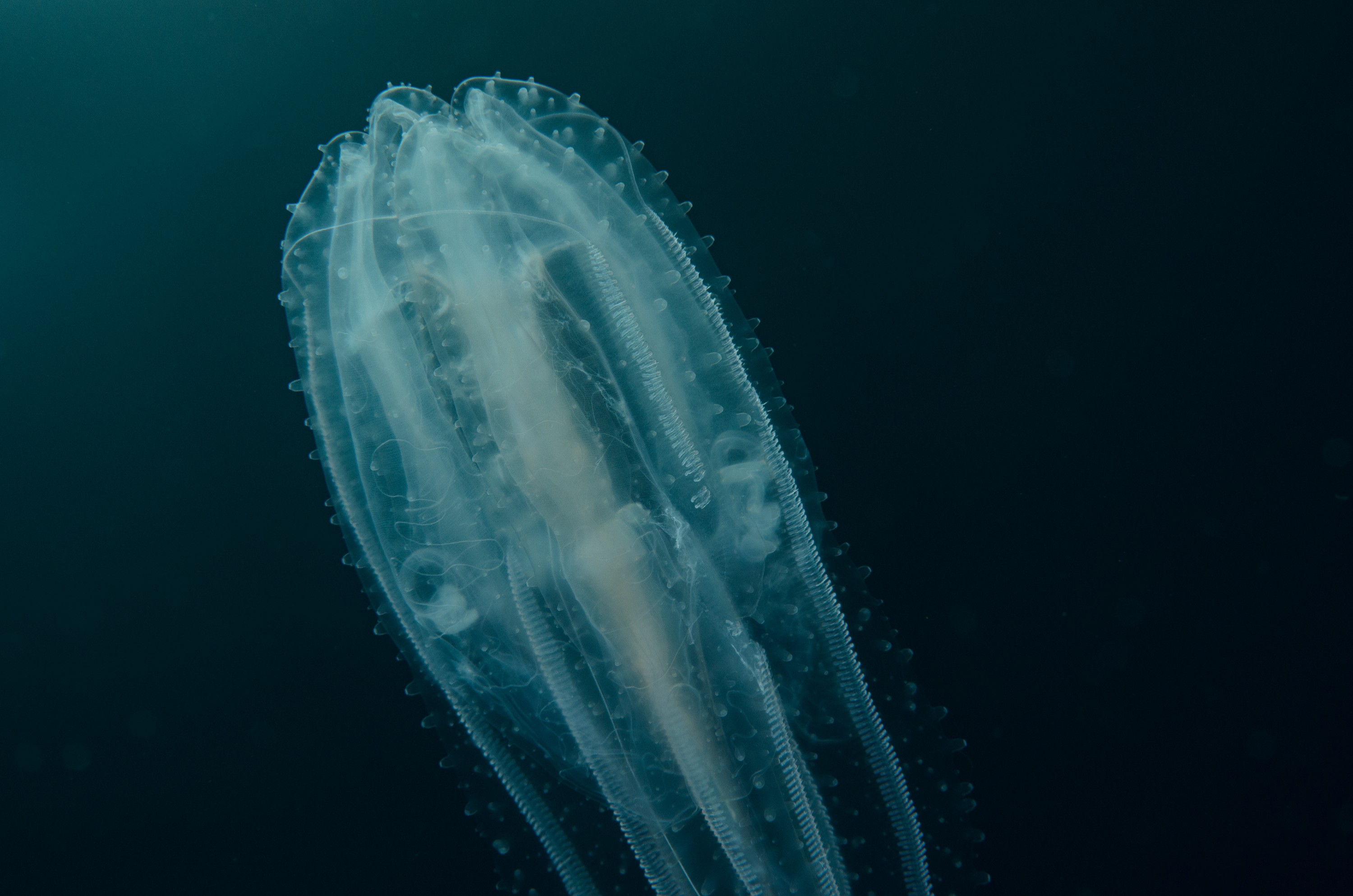 DSC_6338 – Jan Tunnel, June 16, Lost World, crispin, ctenophore, jelly, marine reserve, new zealand, northland, nz, poor knights, tutukaka, Ctenophore, new, zealand, seacology, seacologynz, comb