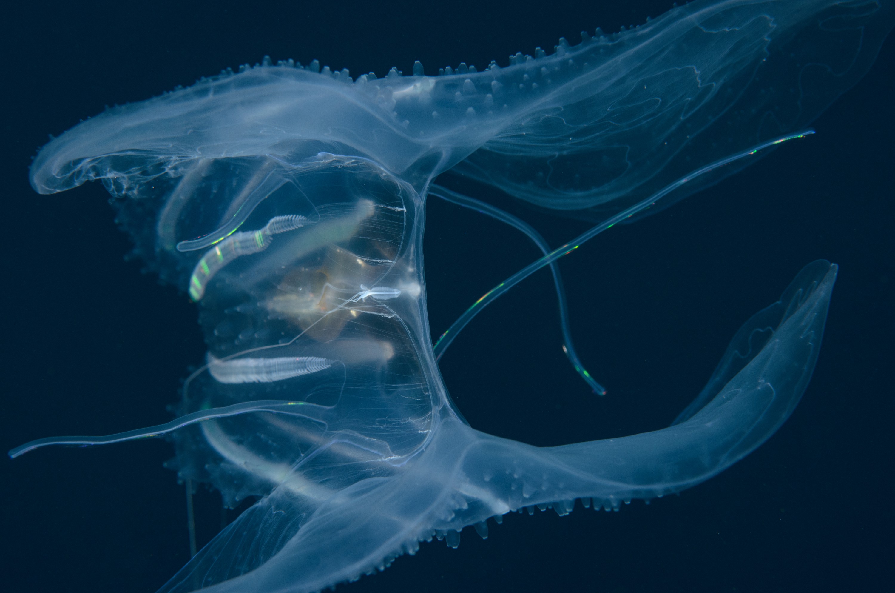 DSC_6350 – Ctenophora, Jan Tunnel, June 16, Leucothea multicornis, Lost World, Tentaculata, crispin, jelly, marine reserve, new zealand, northland, nz, poor knights, tutukaka, Ctenophore, new, zealand, seacology, seacologynz, comb