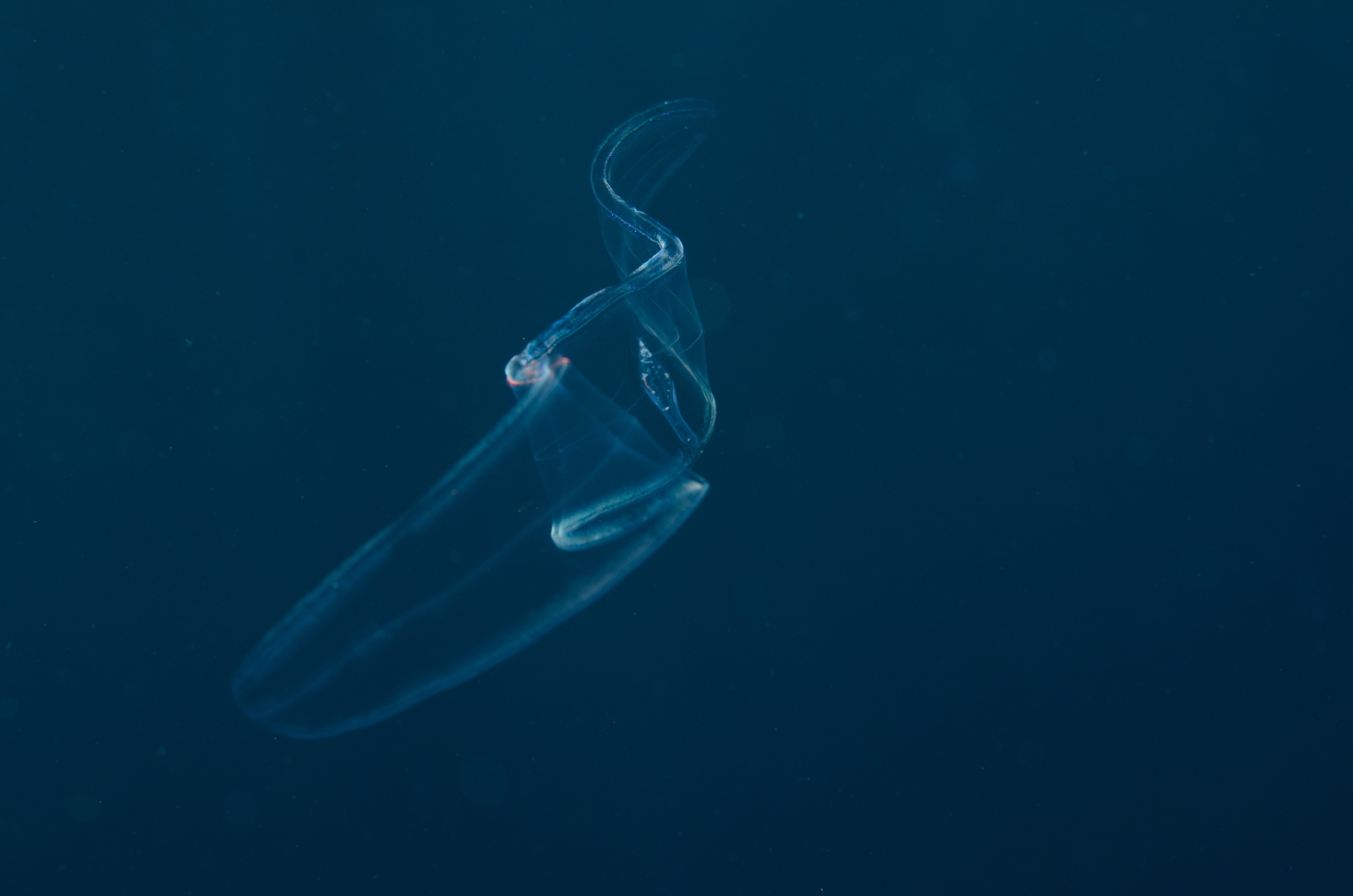 DSC_6547 – Cestum veneris, Ctenophora, Ctenophore, June 17, Venus's Girdle, cm, crispin, june17, marine reserve, northland, poor knights, seacologynz, seacologynz.com, tutukaka, new, zealand, seacology, jelly, comb