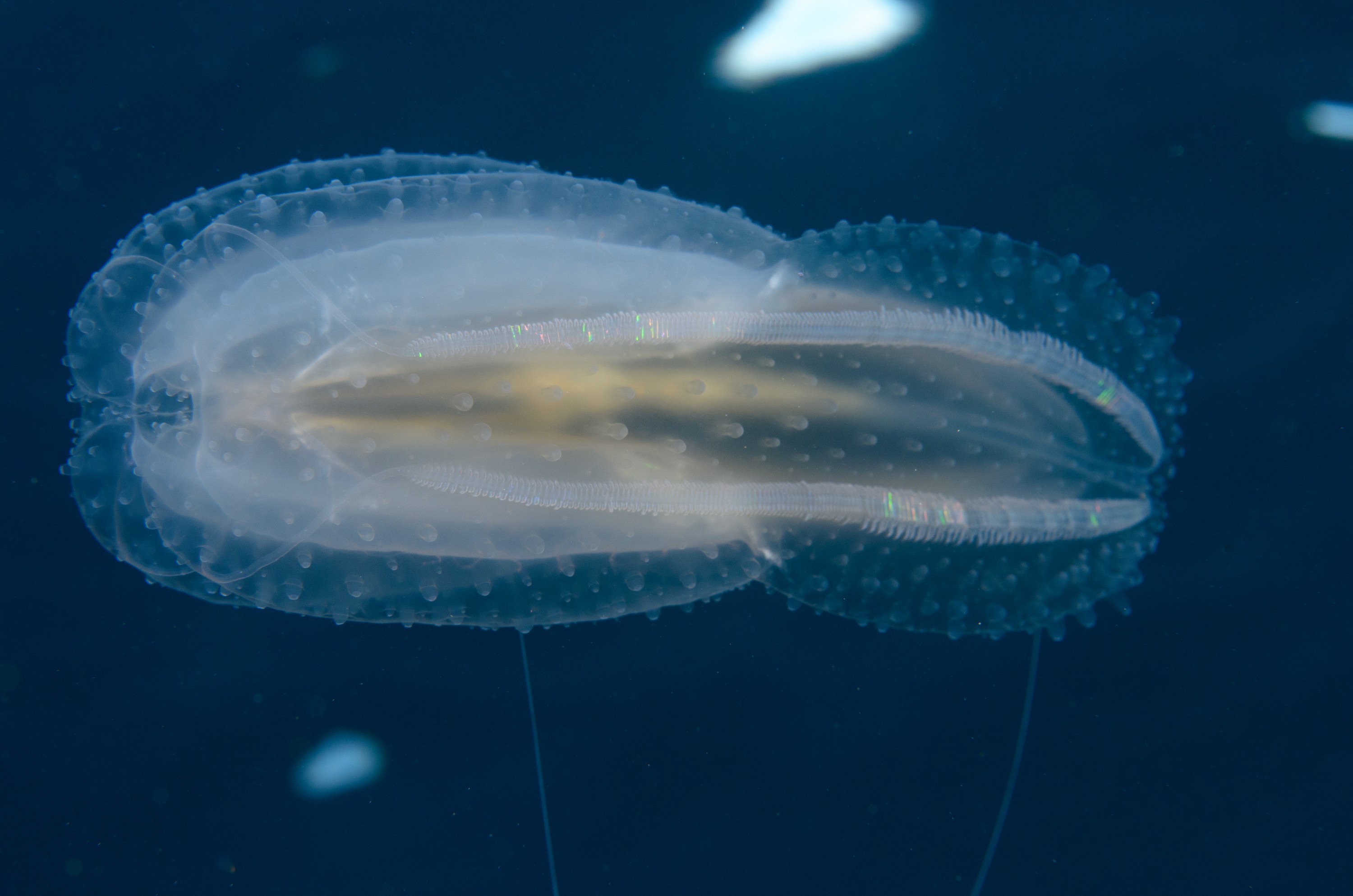 DSC_6561 – Ctenophora, Ctenophore, June 17, Leucothea, cm, crispin, june17, marine reserve, northland, poor knights, seacologynz, seacologynz.com, tutukaka, new, zealand, seacology, jelly, comb