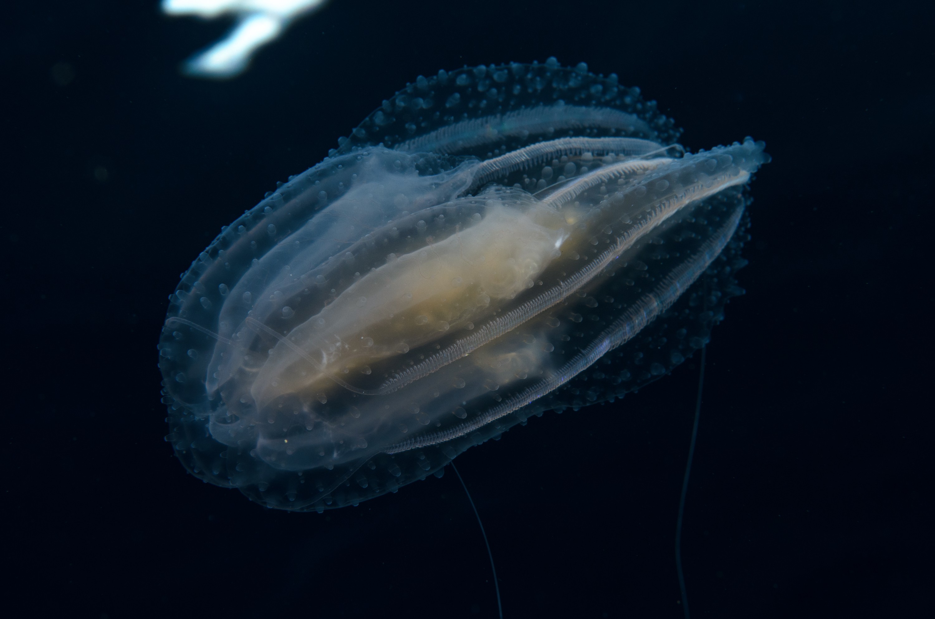 DSC_6562 – Ctenophora, Ctenophore, June 17, Leucothea, cm, crispin, june17, marine reserve, northland, poor knights, seacologynz, seacologynz.com, tutukaka, new, zealand, seacology, jelly, comb