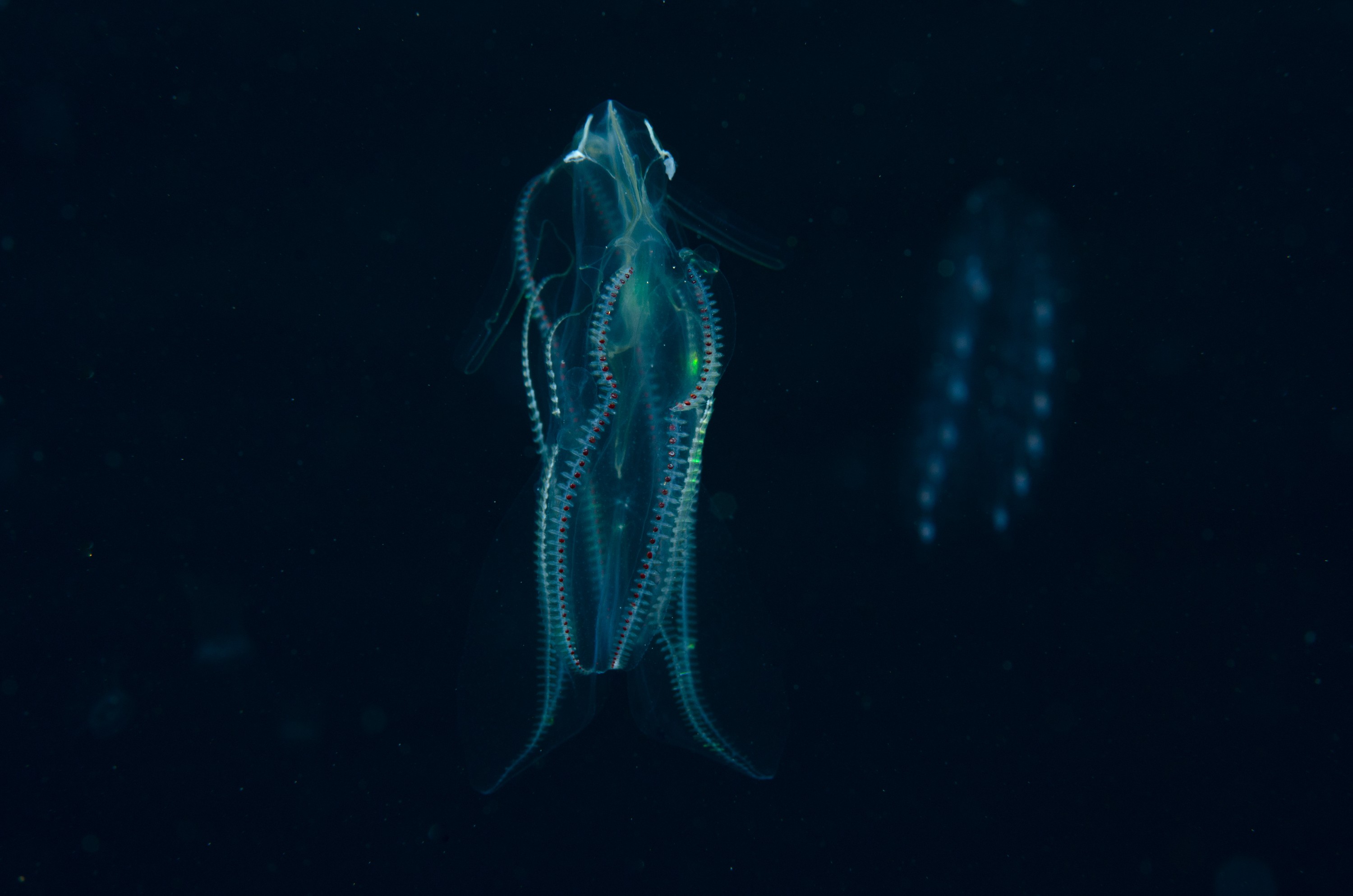 DSC_6569 – Ctenophora, Ctenophore, June 17, Unknown, cm, crispin, june17, marine reserve, northland, poor knights, seacologynz, seacologynz.com, tutukaka, unidentified, new, zealand, seacology, jelly, comb