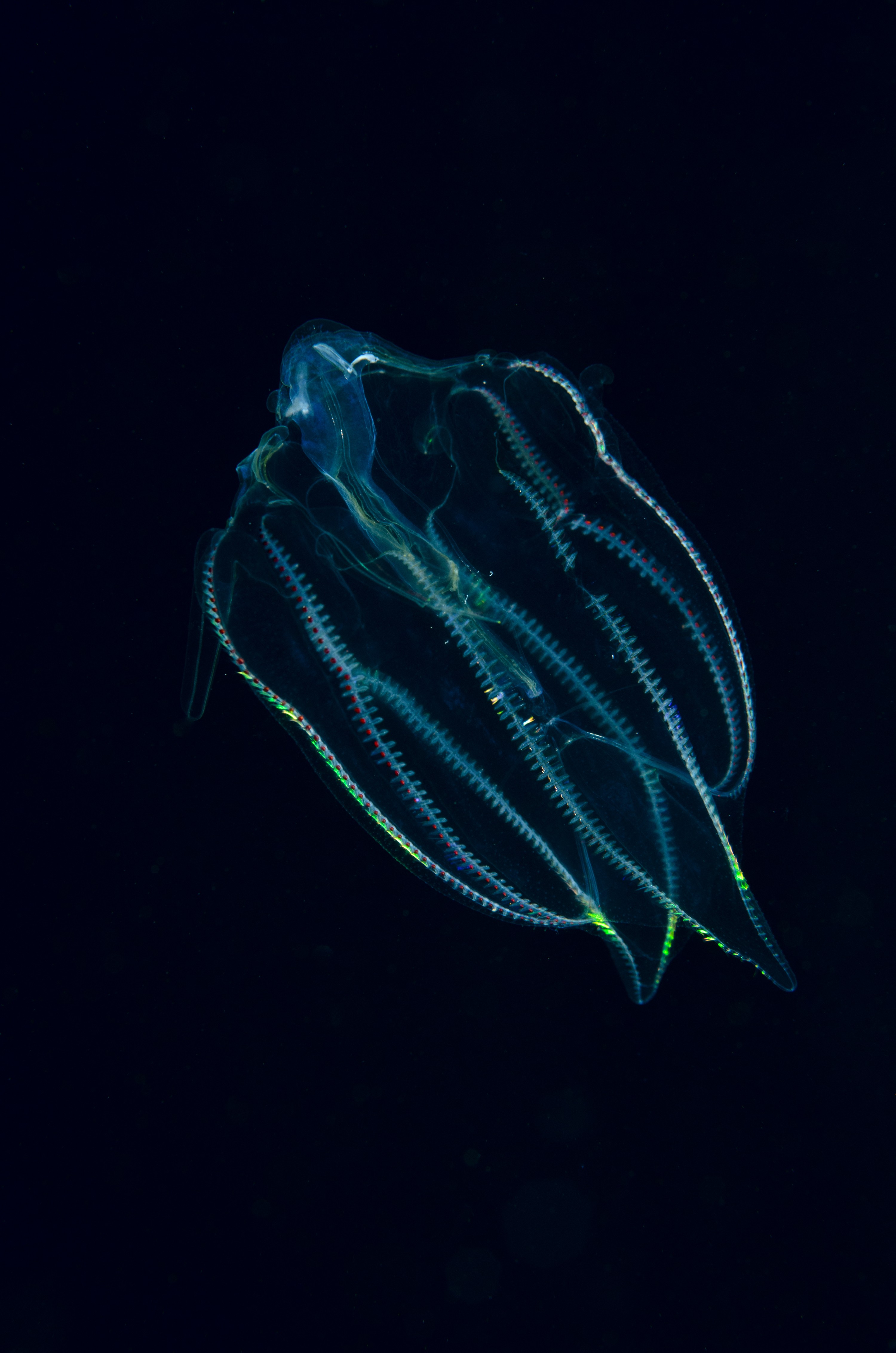 DSC_6571 – Ctenophora, Ctenophore, June 17, Unknown, cm, crispin, june17, marine reserve, northland, poor knights, seacologynz, seacologynz.com, tutukaka, unidentified, new, zealand, seacology, jelly, comb