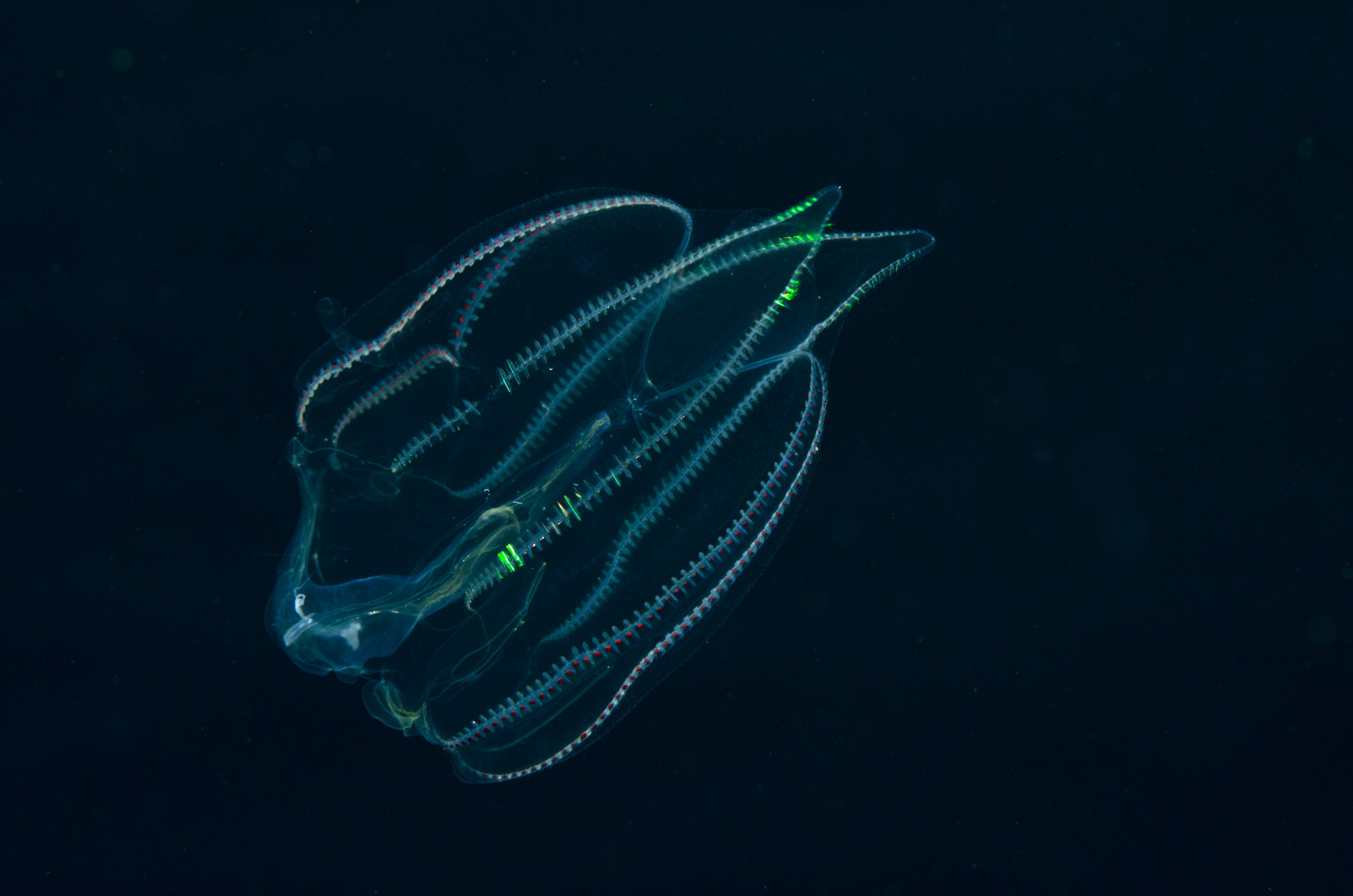 DSC_6572 – Ctenophora, Ctenophore, June 17, Unknown, cm, crispin, june17, marine reserve, northland, poor knights, seacologynz, seacologynz.com, tutukaka, unidentified, new, zealand, seacology, jelly, comb