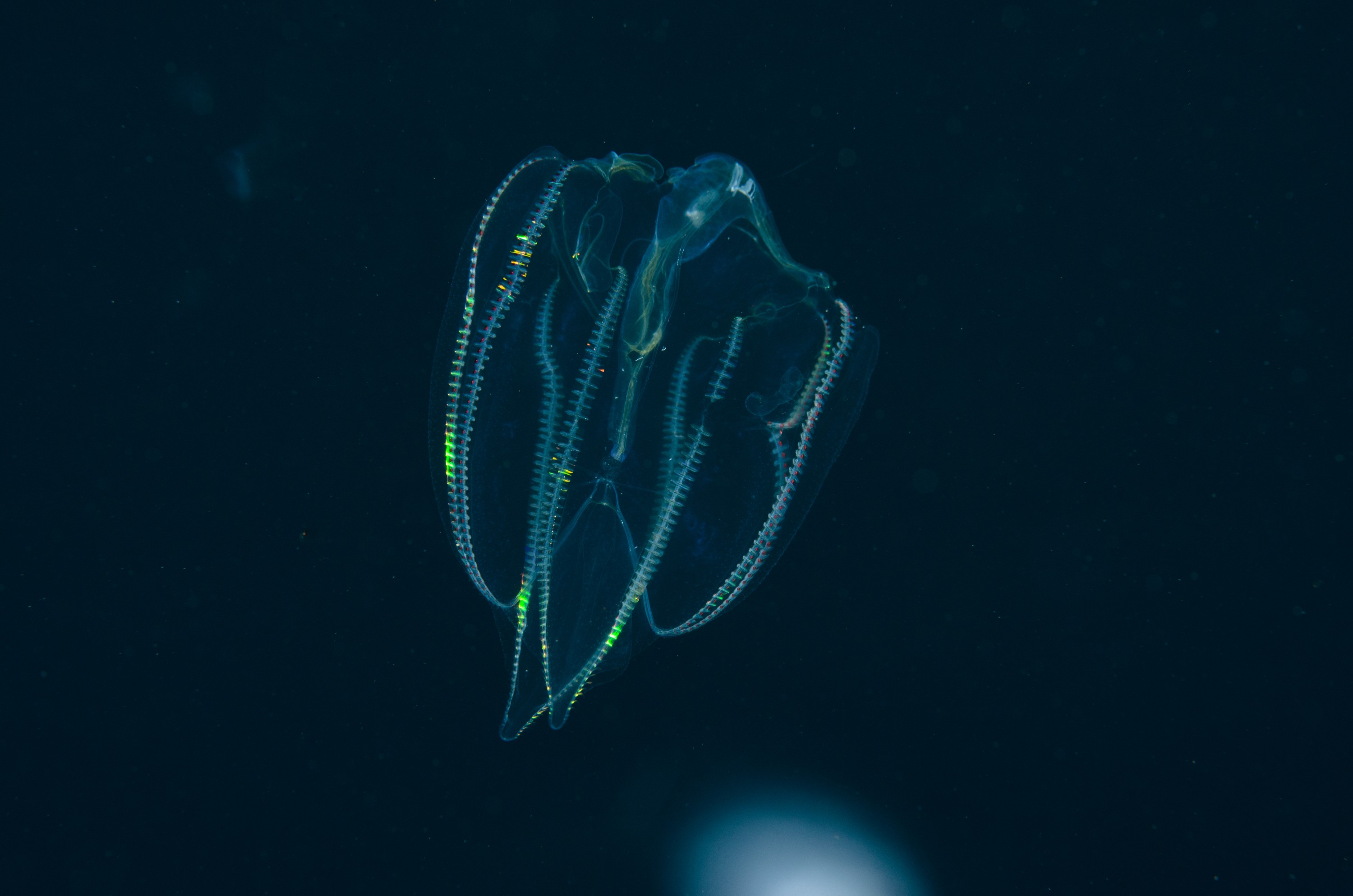 DSC_6573 – Ctenophora, Ctenophore, June 17, Unknown, cm, crispin, june17, marine reserve, northland, poor knights, seacologynz, seacologynz.com, tutukaka, unidentified, new, zealand, seacology, jelly, comb