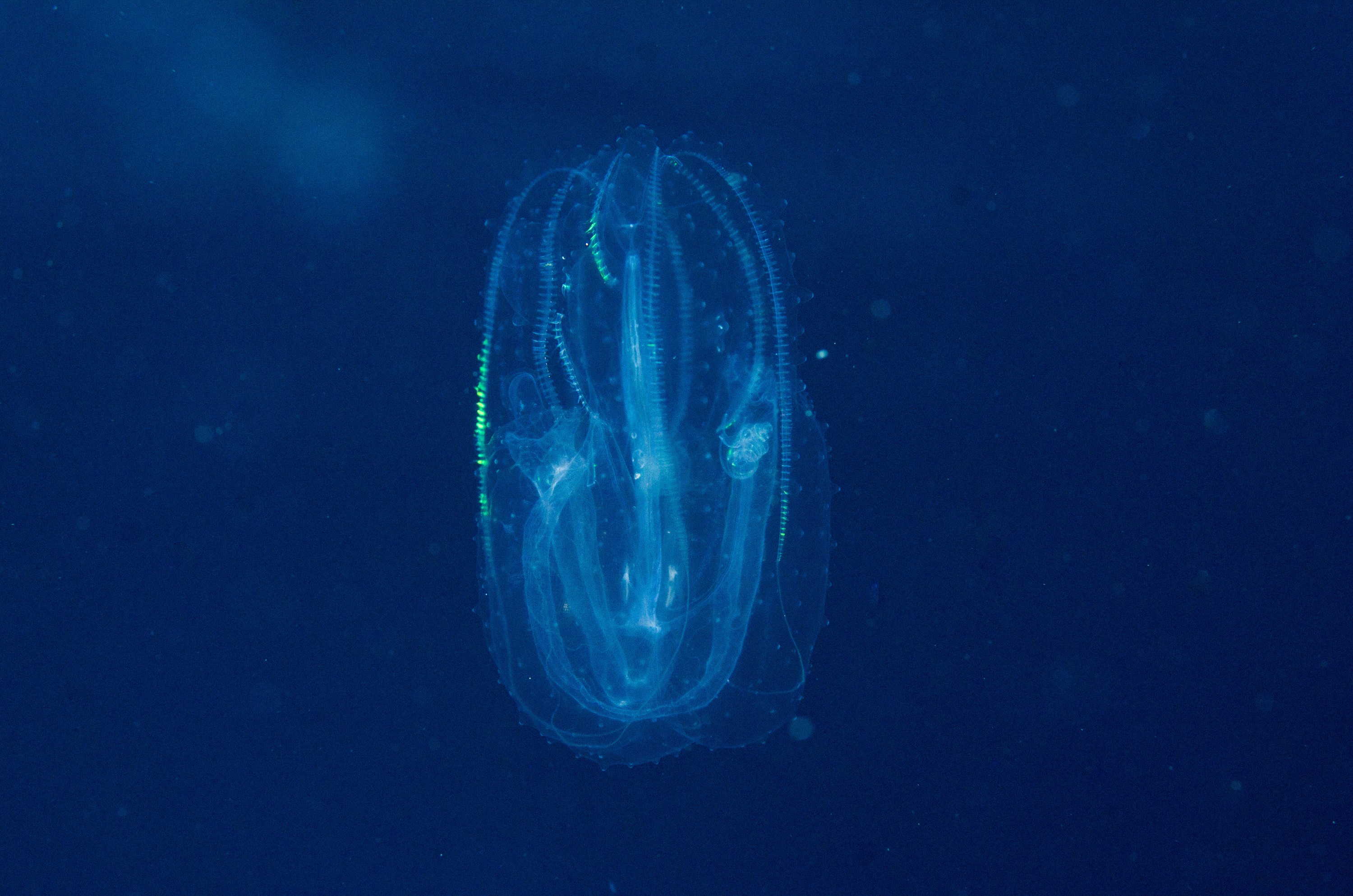 DSC_8263 – Underwater, Ctenophore, unknown, jelly, lights, light, poor, knights, marine, reserve, Crispin, marine, new zealand, zealand, new, nz,