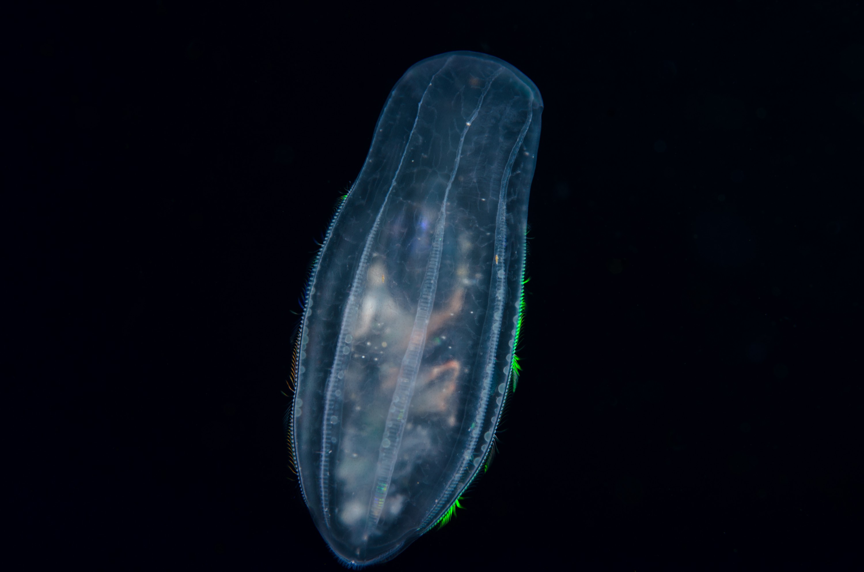 DSC_8331 – Ctenophore, new, zealand, crispin, seacology, seacologynz, jelly, comb