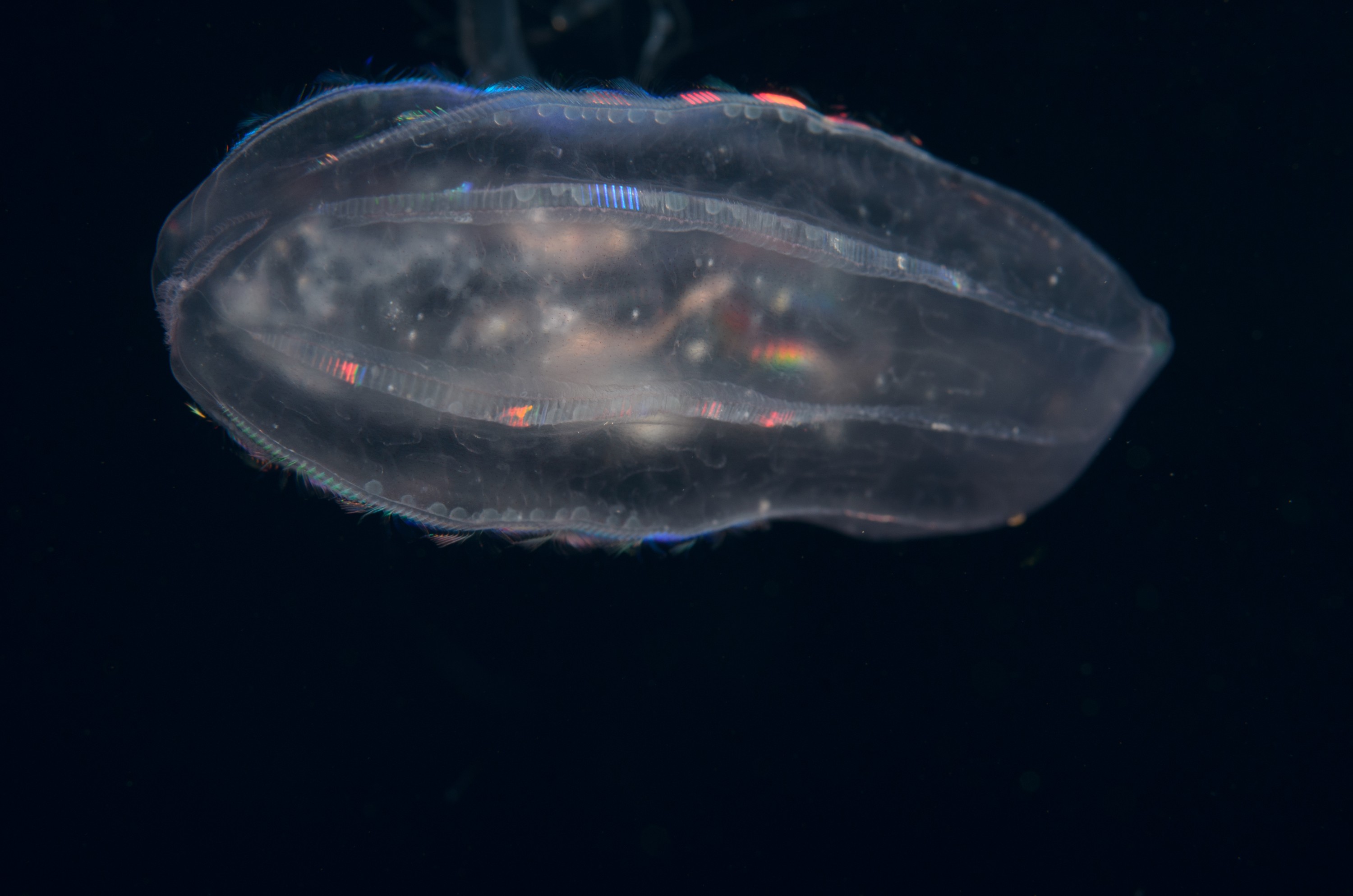DSC_8333 – Ctenophore, new, zealand, crispin, seacology, seacologynz, jelly, comb