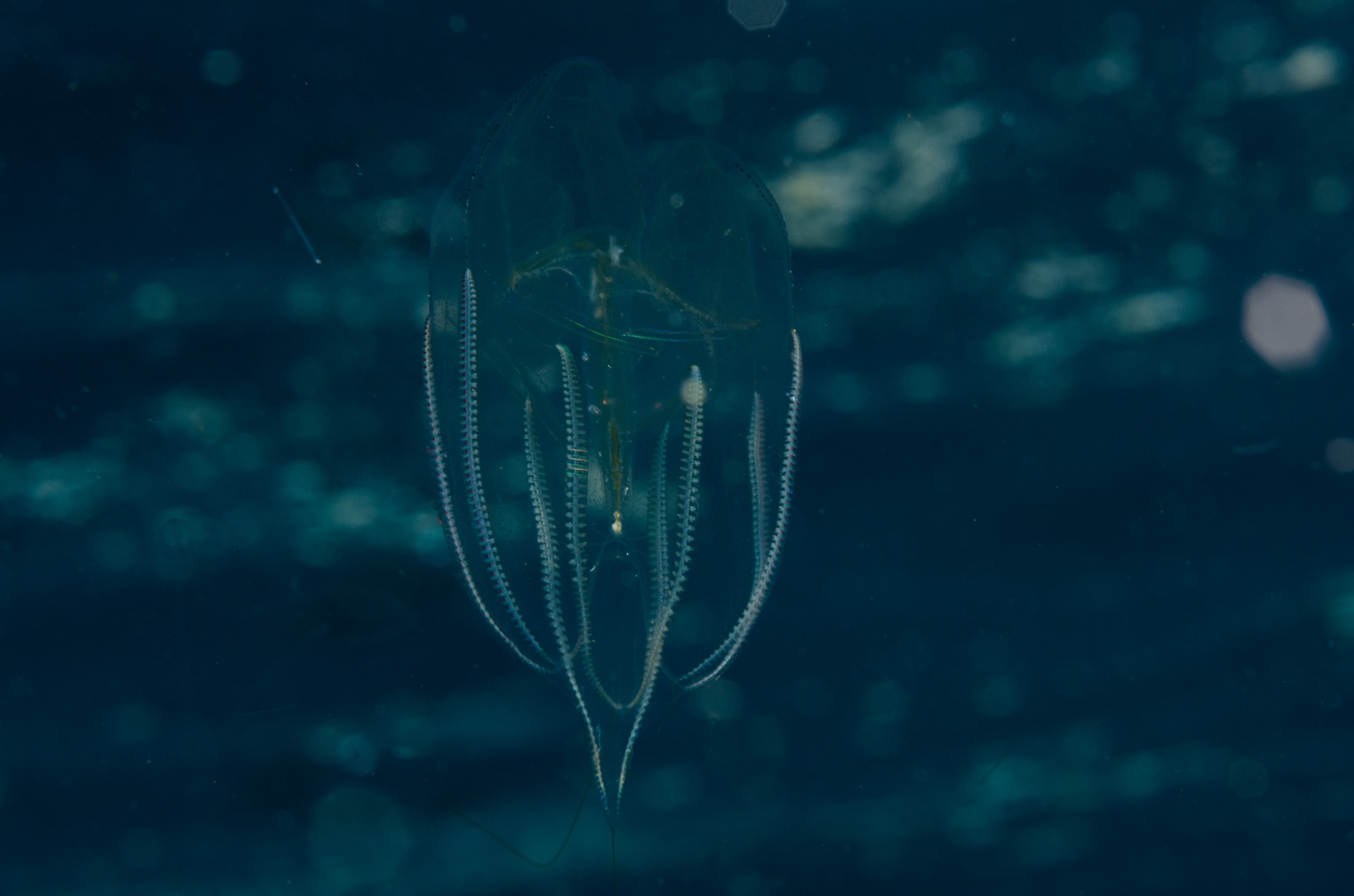 DSC_8336 – Ctenophore, new, zealand, crispin, seacology, seacologynz, jelly, comb