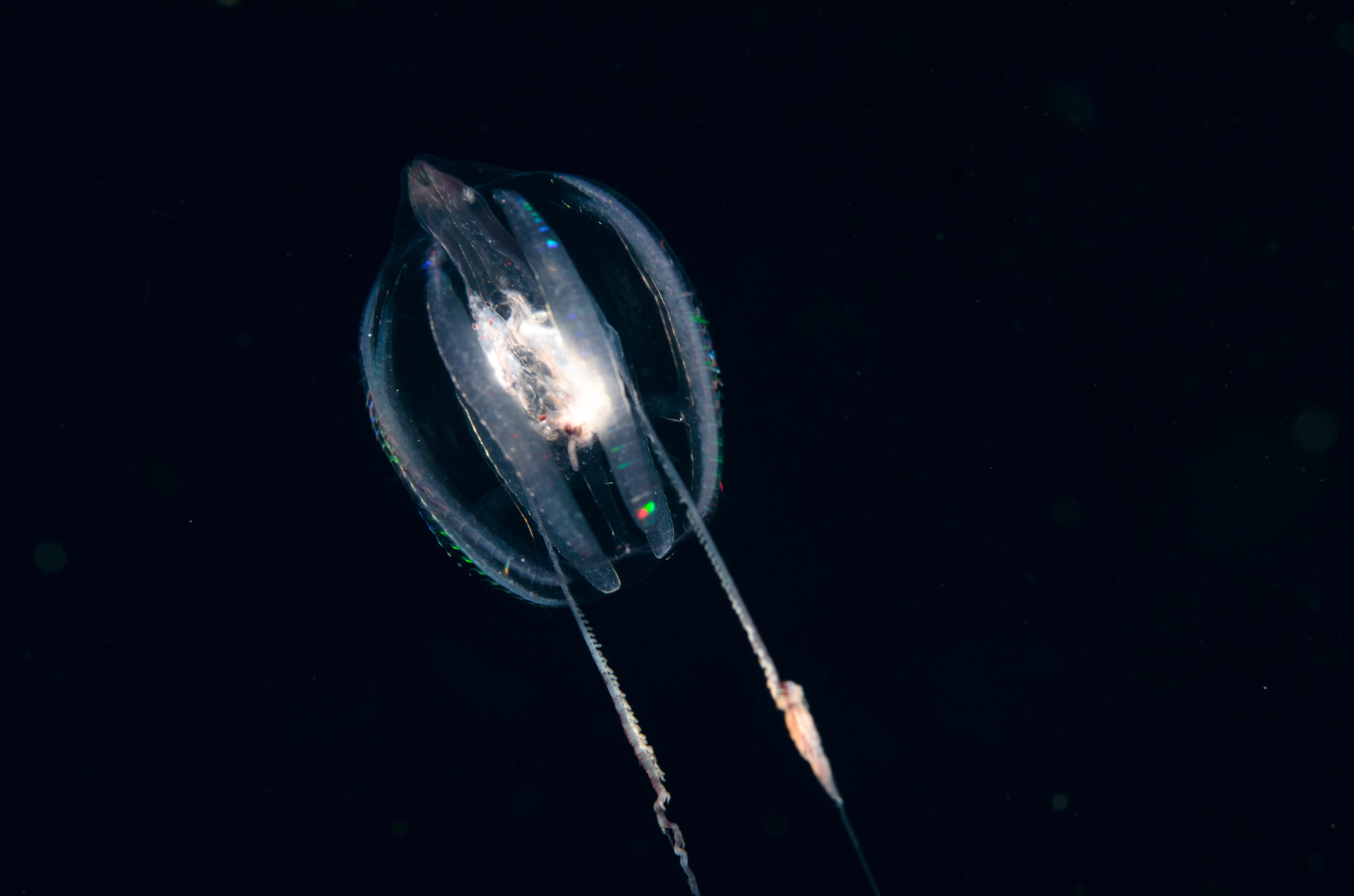 DSC_8349 – comb, jelly, crispin, seacology, seacologynz
