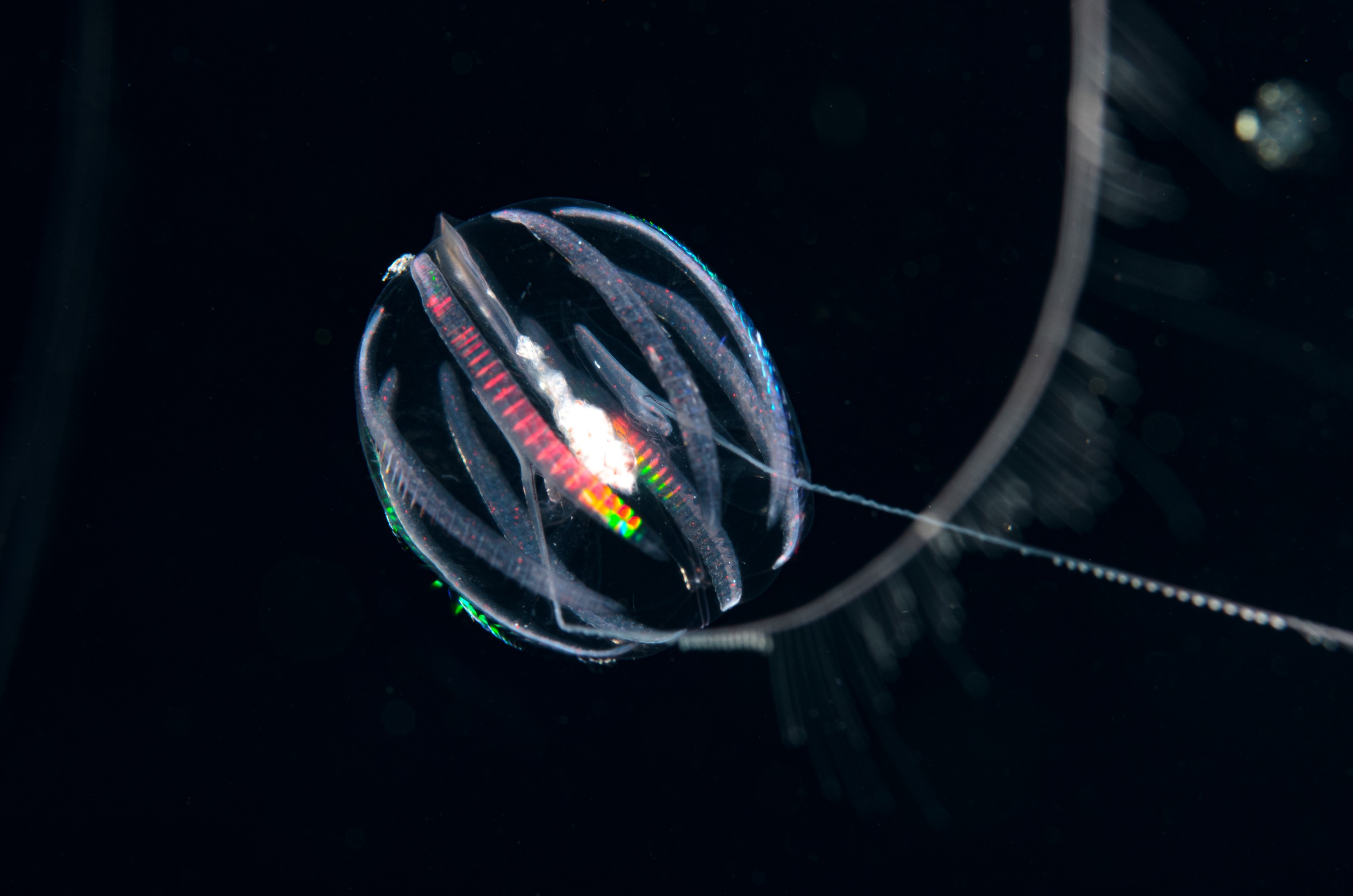 DSC_8383 – comb, jelly, crispin, seacology, seacologynz