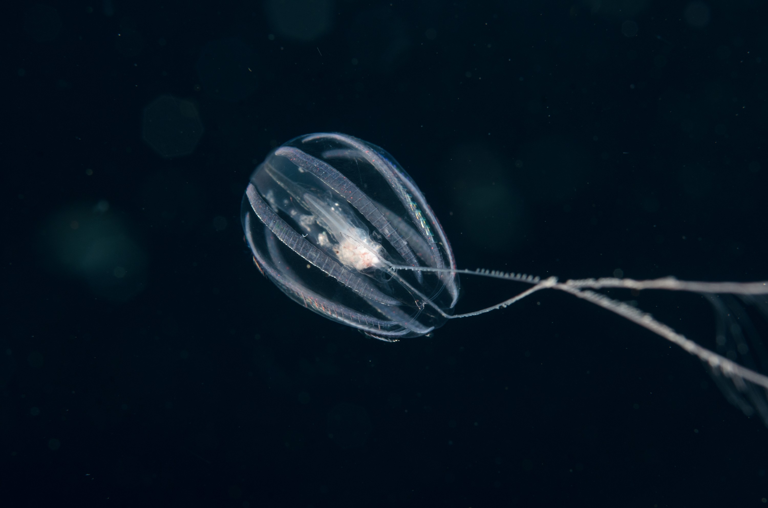 DSC_8385 – comb, jelly, crispin, seacology, seacologynz