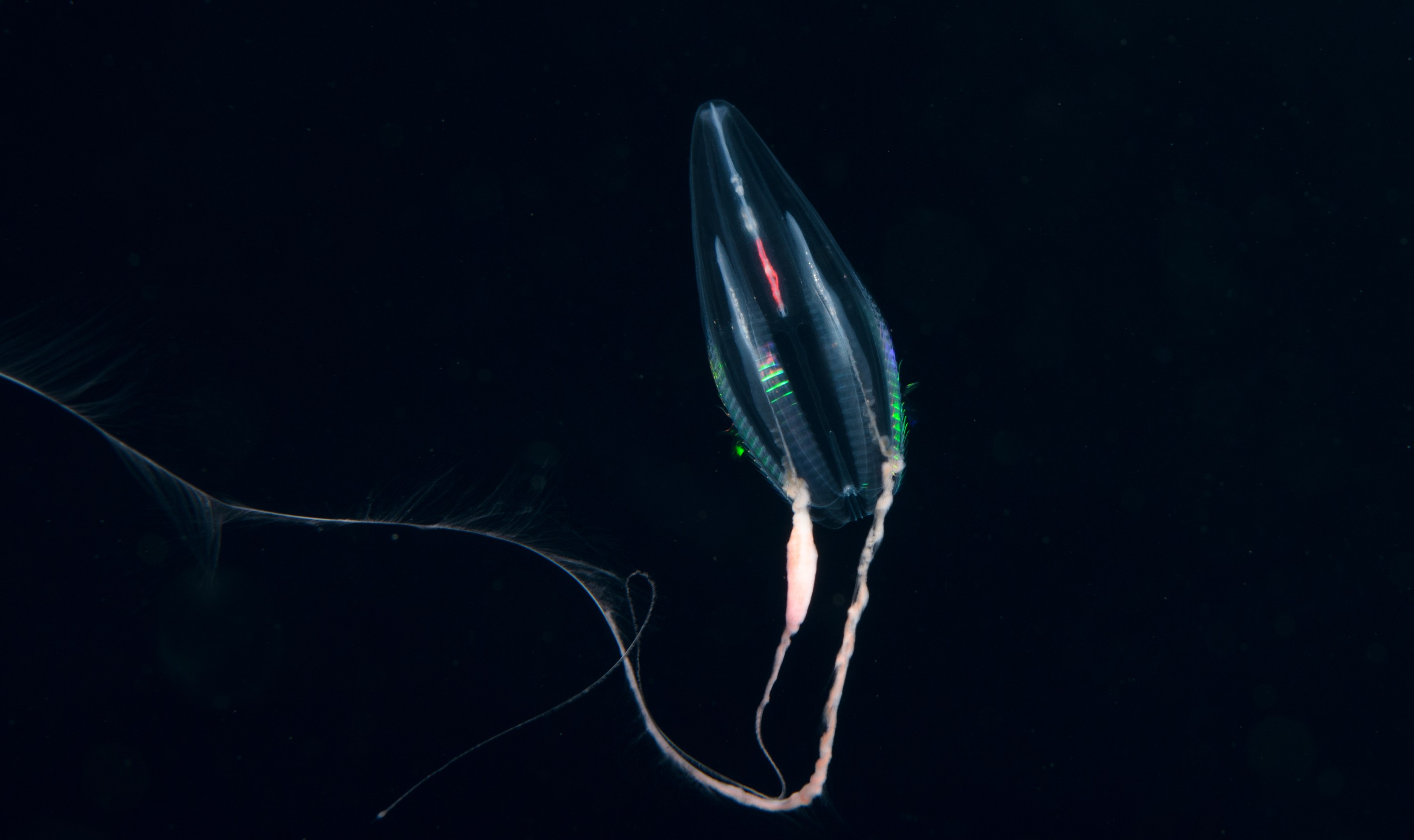 DSC_8423 – Ctenophore, new, zealand, crispin, seacology, seacologynz, jelly, comb