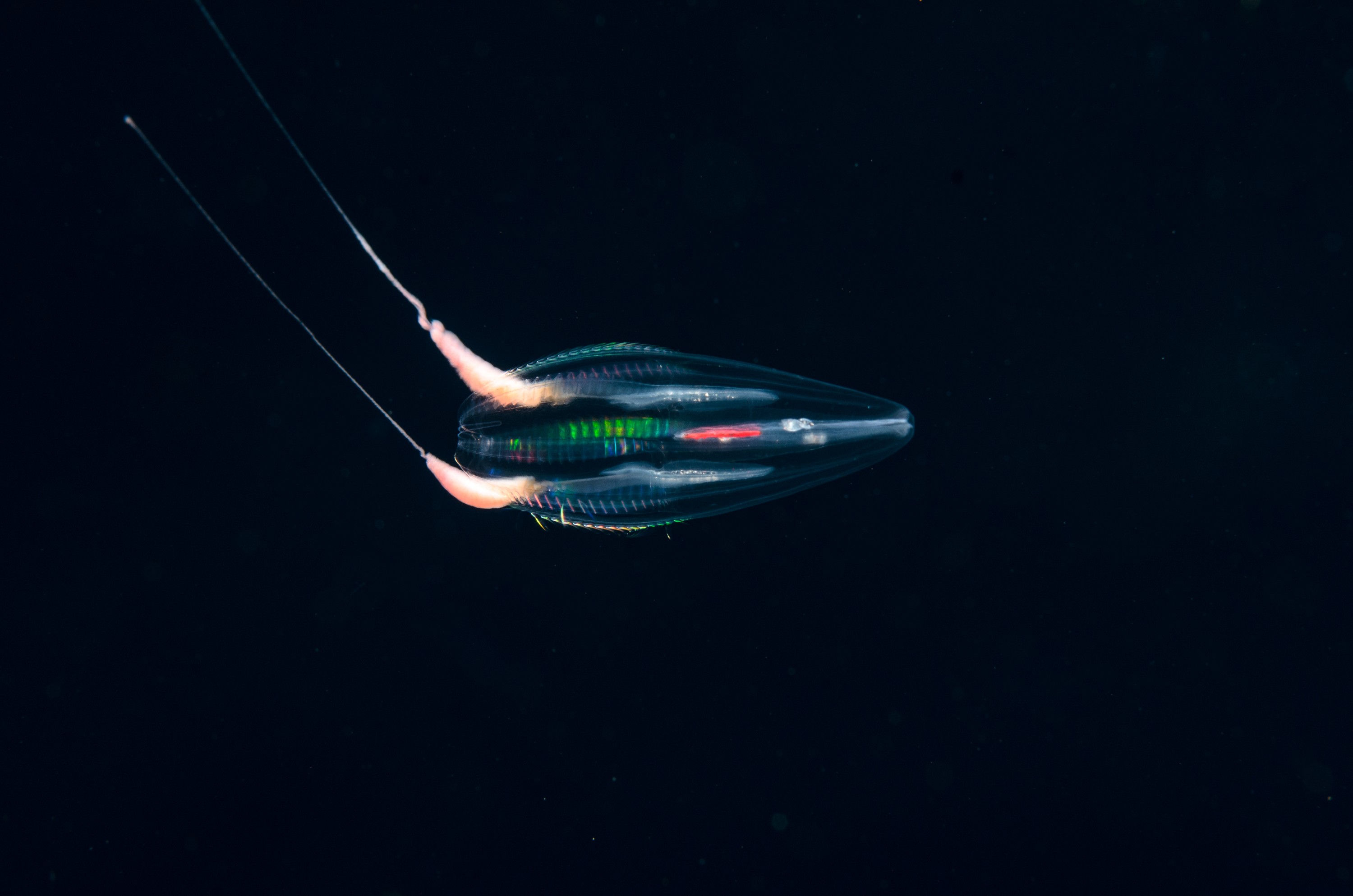 DSC_8430 – Ctenophore, new, zealand, crispin, seacology, seacologynz, jelly, comb