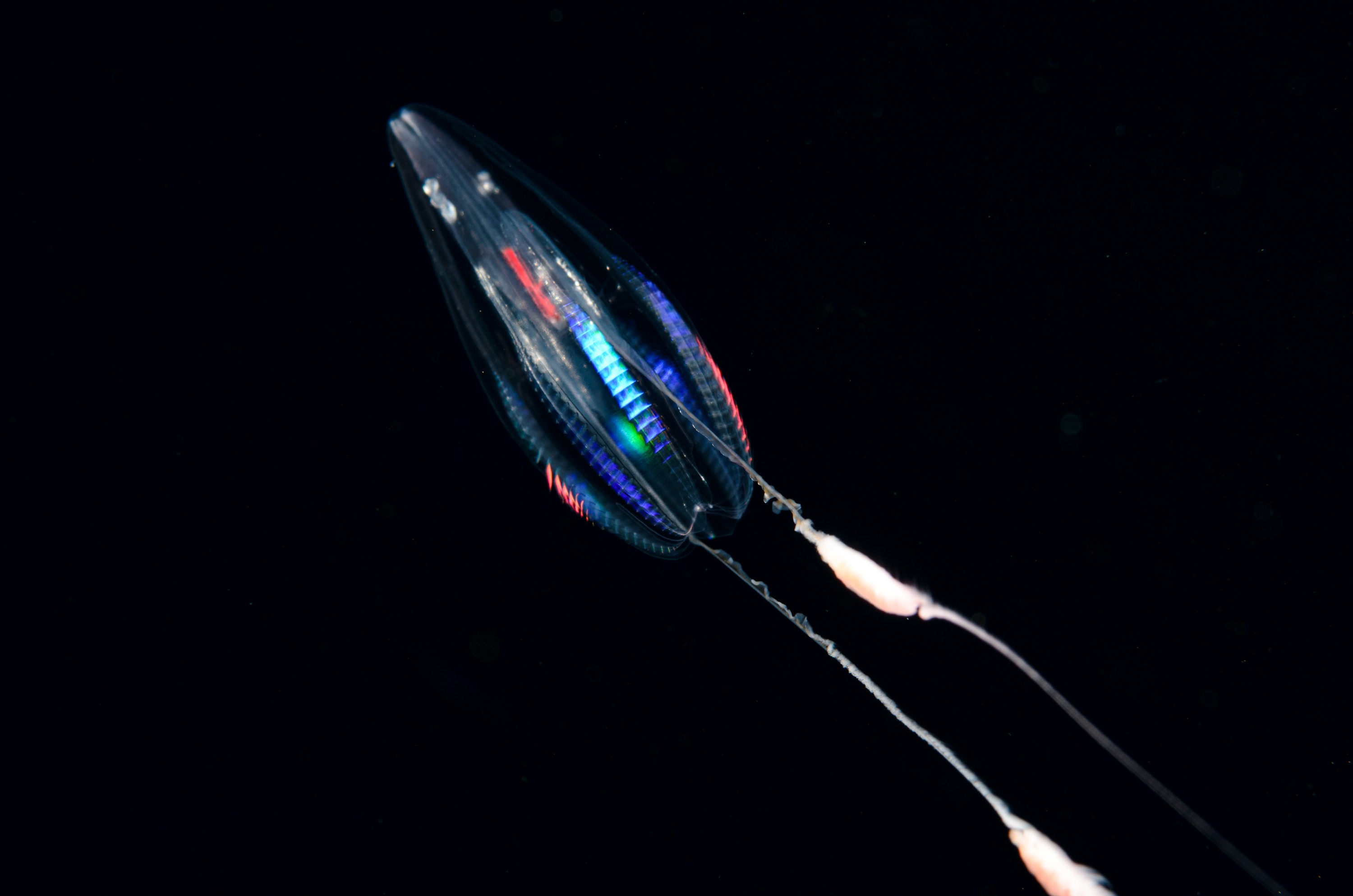 DSC_8452 – Ctenophore, new, zealand, crispin, seacology, seacologynz, jelly, comb