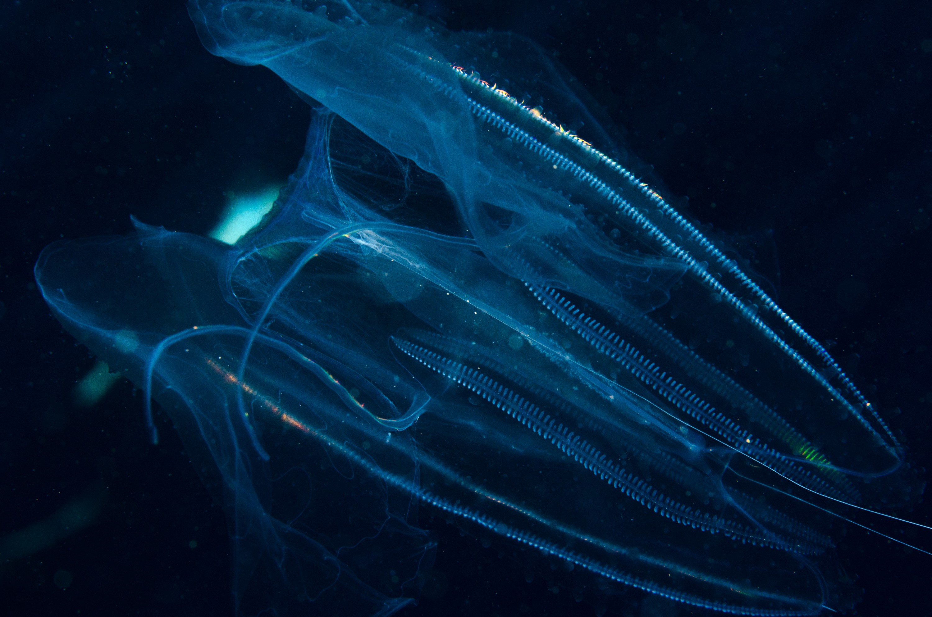 DSC_8913 – Underwater, Ctenophore, unknown, jelly, lights, light, poor, knights, marine, reserve, Crispin, marine, new zealand, zealand, new, nz,