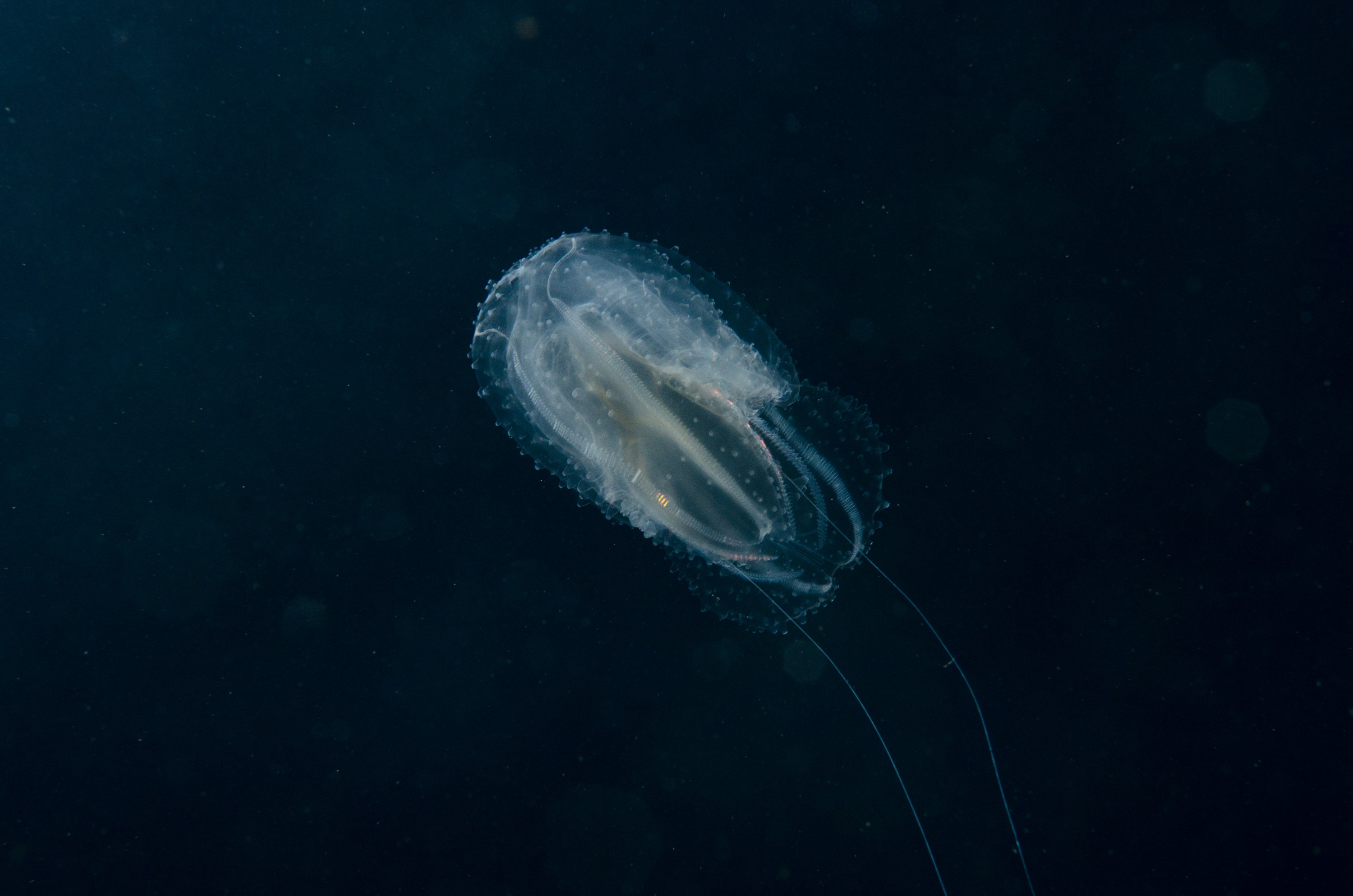 DSC_9367 – Underwater, comb, jellies, jelly, jellyfish, Phylum, Ctenophora, Poor, Knights, Marine, Reserve, electric, filter, Crispin, marine, new zealand, zealand, new, nz,