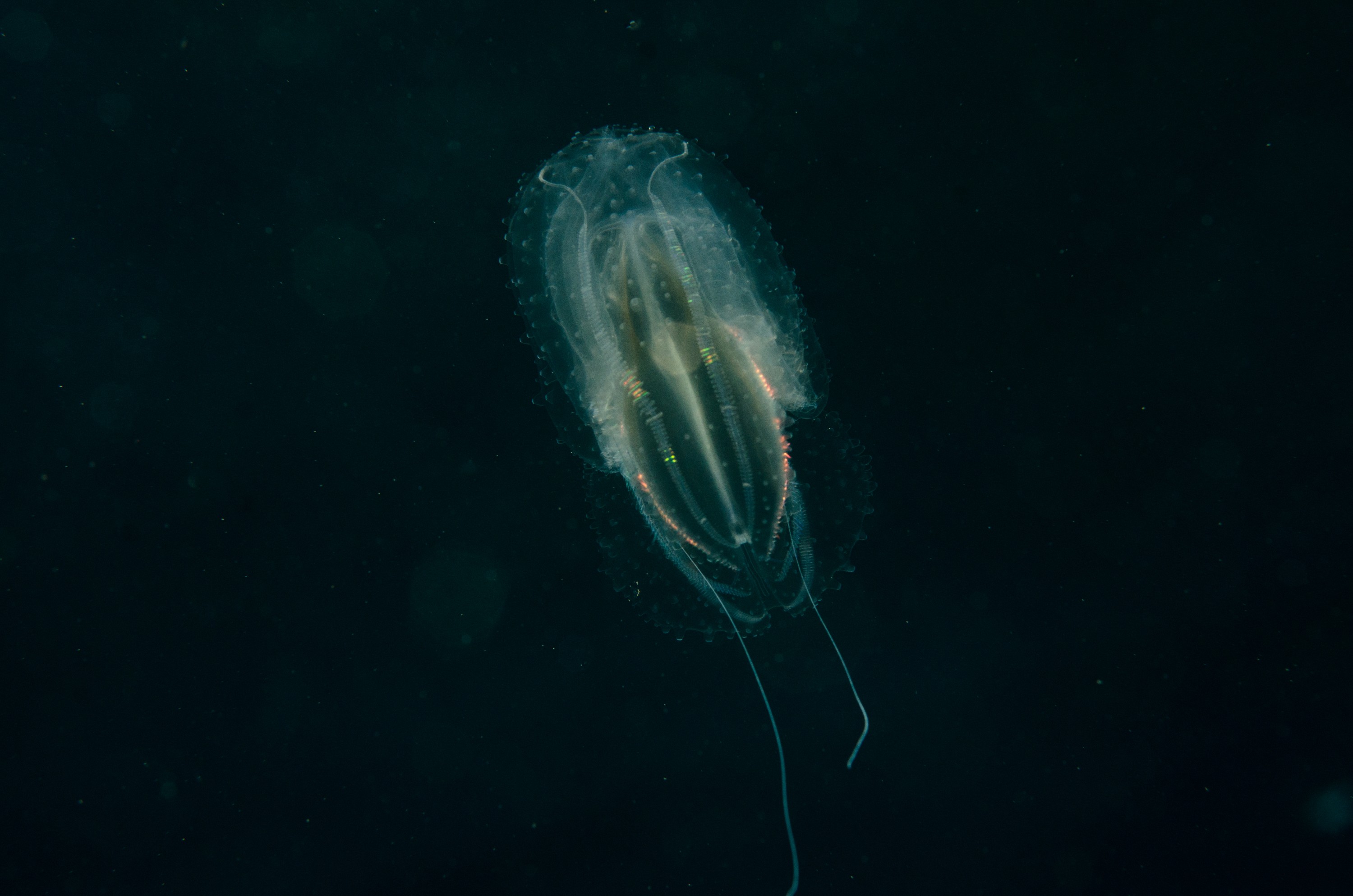 DSC_9369 – Underwater, comb, jellies, jelly, jellyfish, Phylum, Ctenophora, Poor, Knights, Marine, Reserve, electric, filter, Crispin, marine, new zealand, zealand, new, nz,
