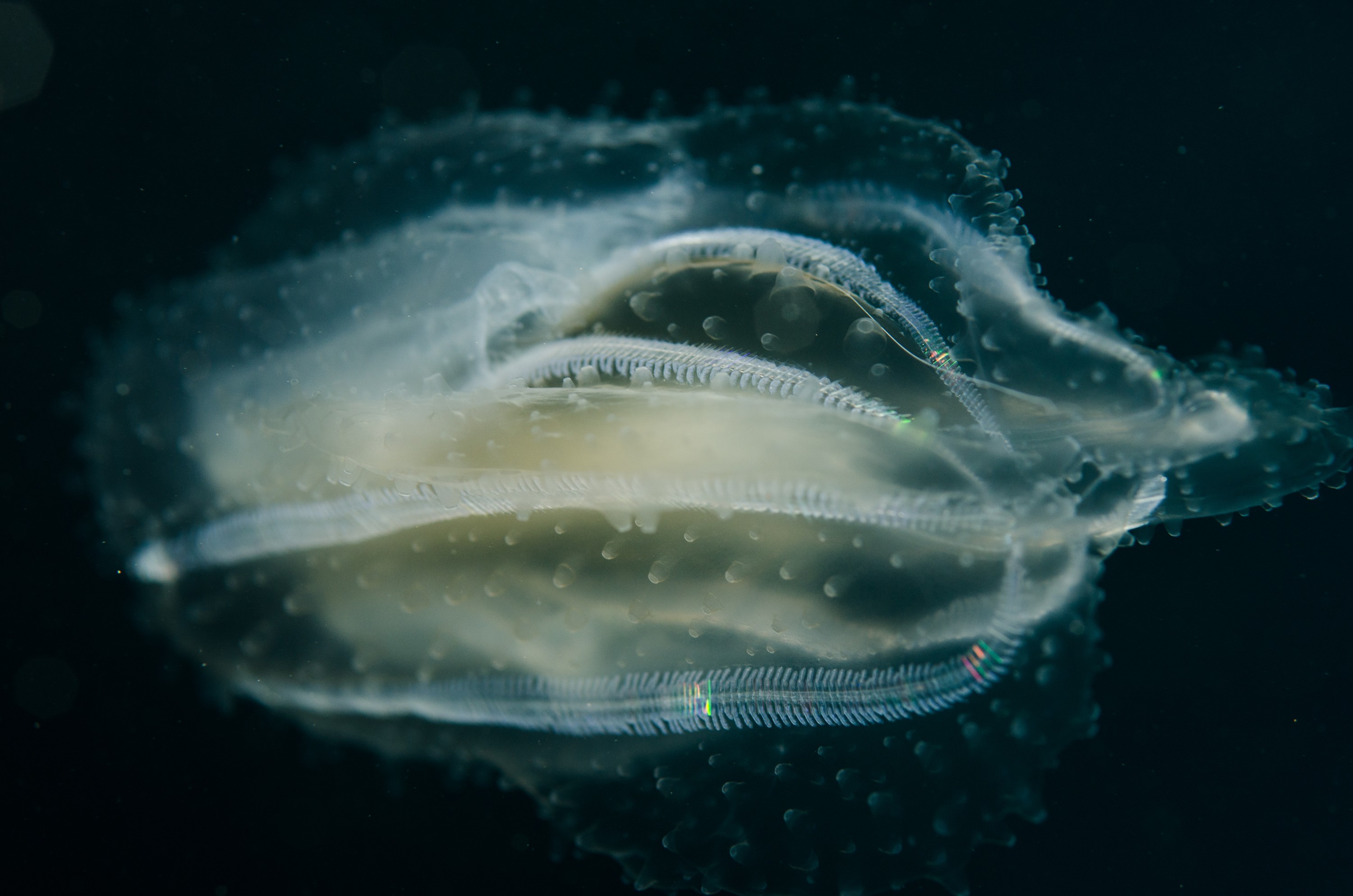 DSC_9380 – Underwater, comb, jellies, jelly, jellyfish, Phylum, Ctenophora, Poor, Knights, Marine, Reserve, electric, filter, Crispin, marine, new zealand, zealand, new, nz,