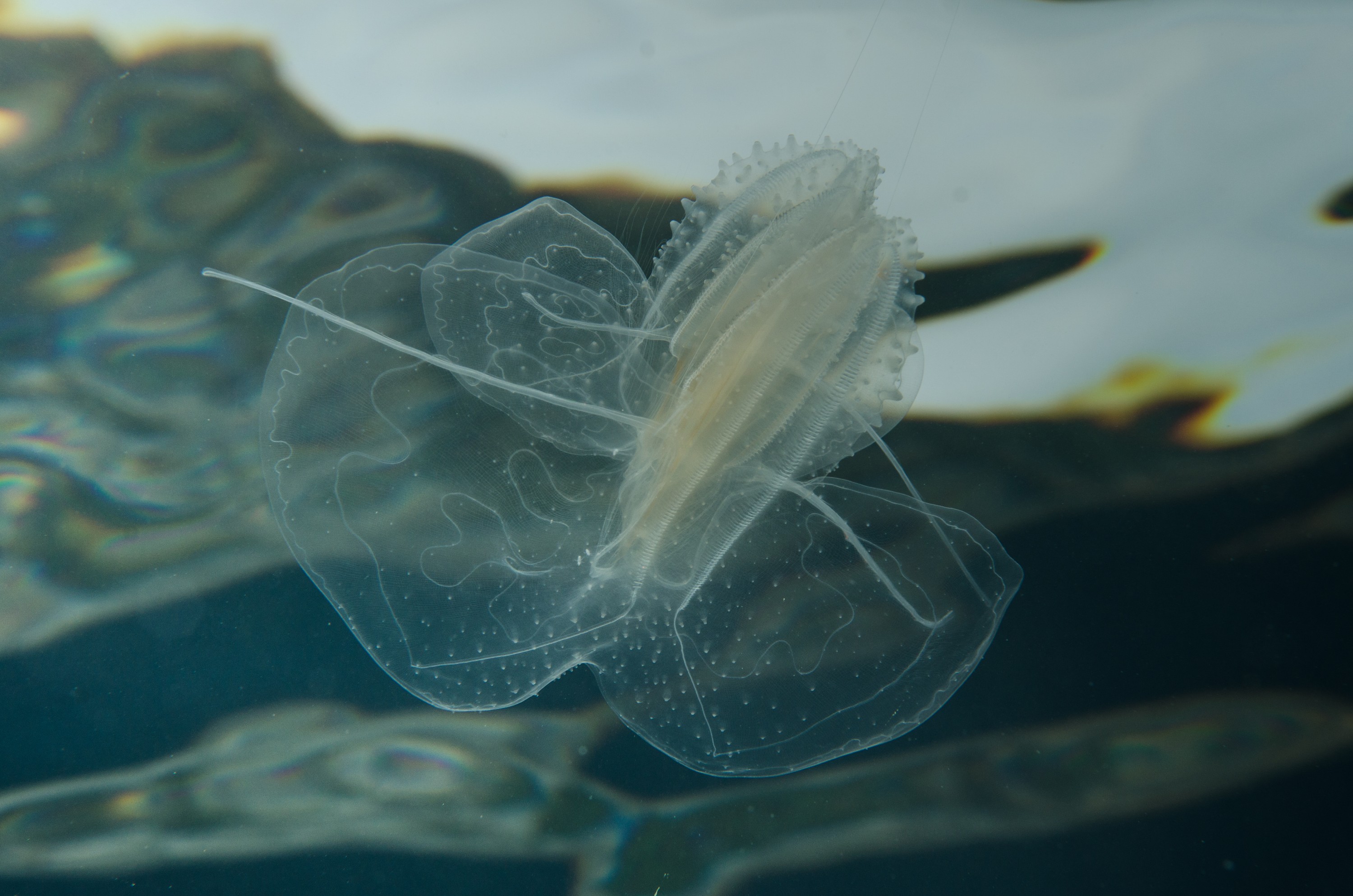 DSC_9388 – Underwater, comb, jellies, jelly, jellyfish, Phylum, Ctenophora, Poor, Knights, Marine, Reserve, electric, filter, Crispin, marine, new zealand, zealand, new, nz,
