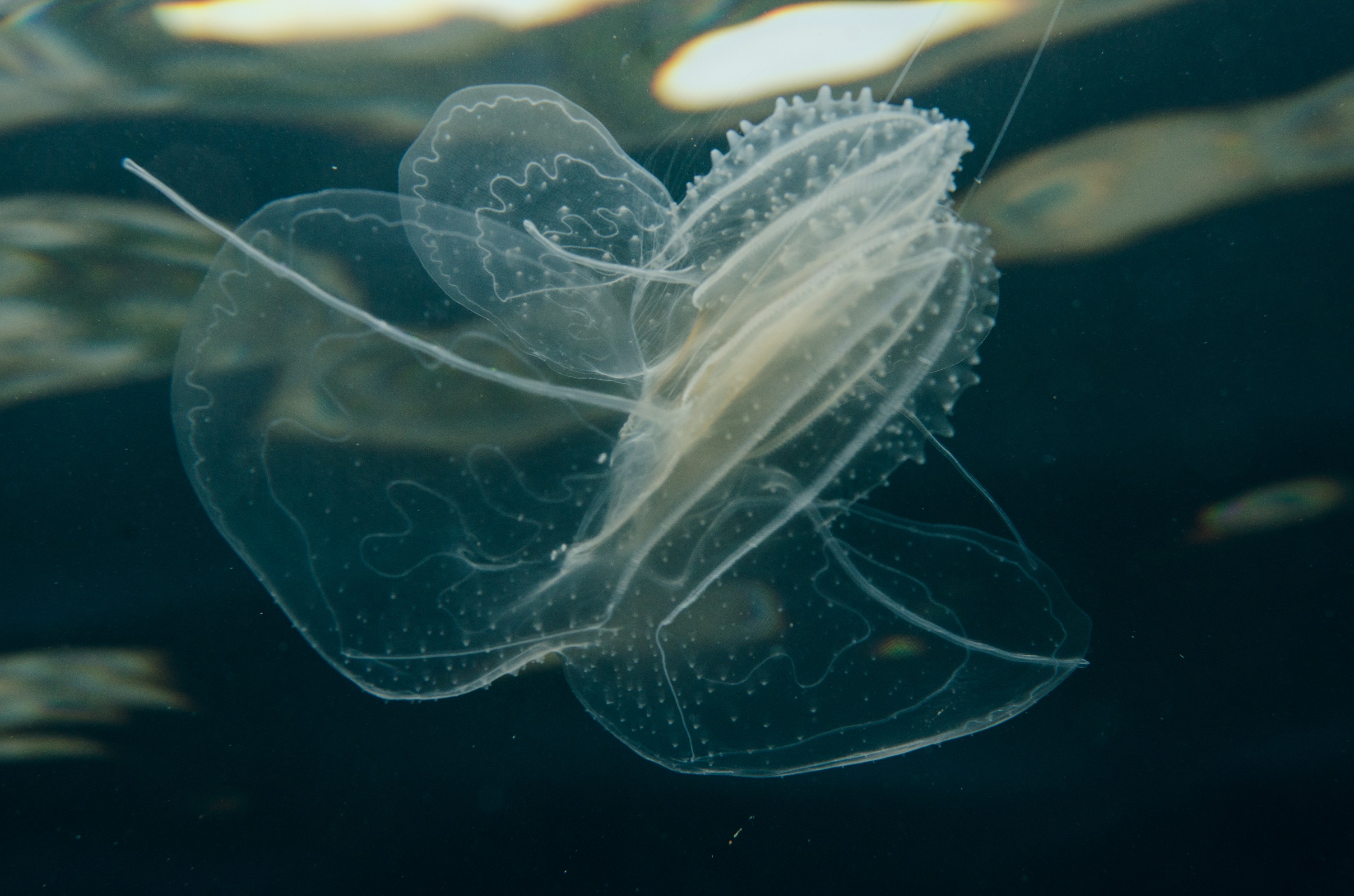 DSC_9389 – Ctenophore, new, zealand, crispin, seacology, seacologynz, jelly, comb