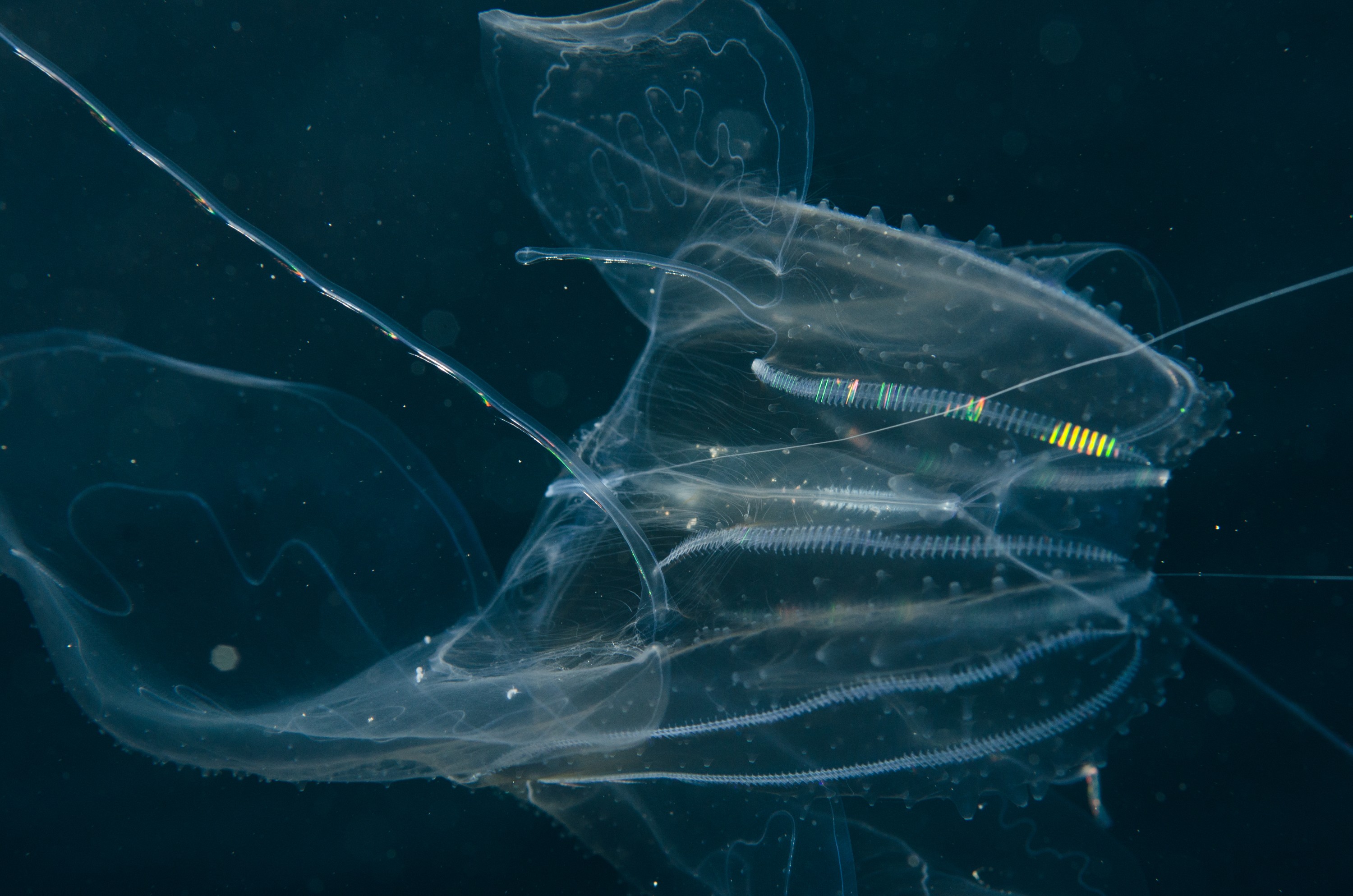 DSC_9390 – Underwater, comb, jellies, jelly, jellyfish, Phylum, Ctenophora, Poor, Knights, Marine, Reserve, electric, filter, Crispin, marine, new zealand, zealand, new, nz,