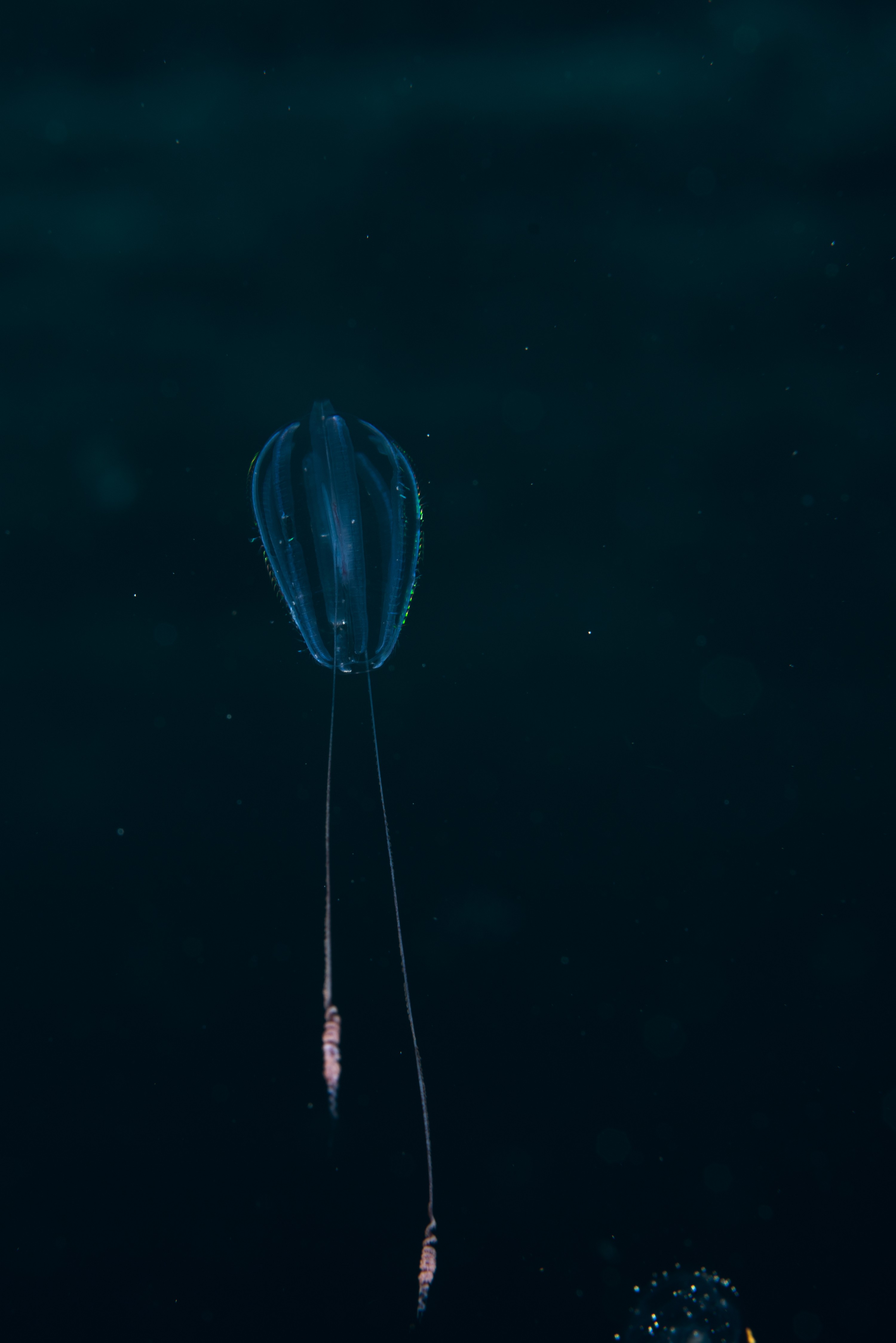 _CJM2285 – comb, jelly, crispin, seacology, seacologynz