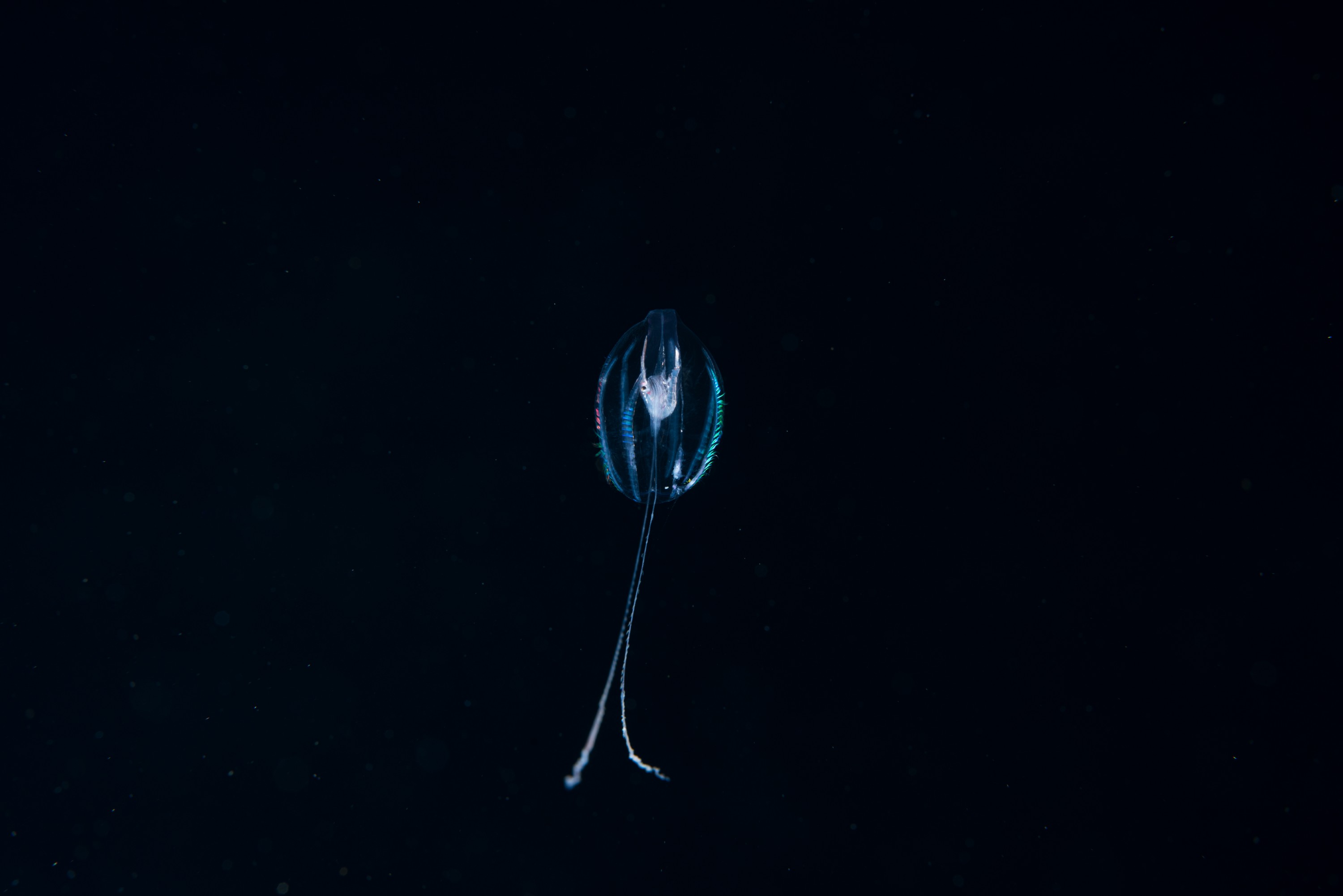 _CJM2289 – comb, jelly, crispin, seacology, seacologynz