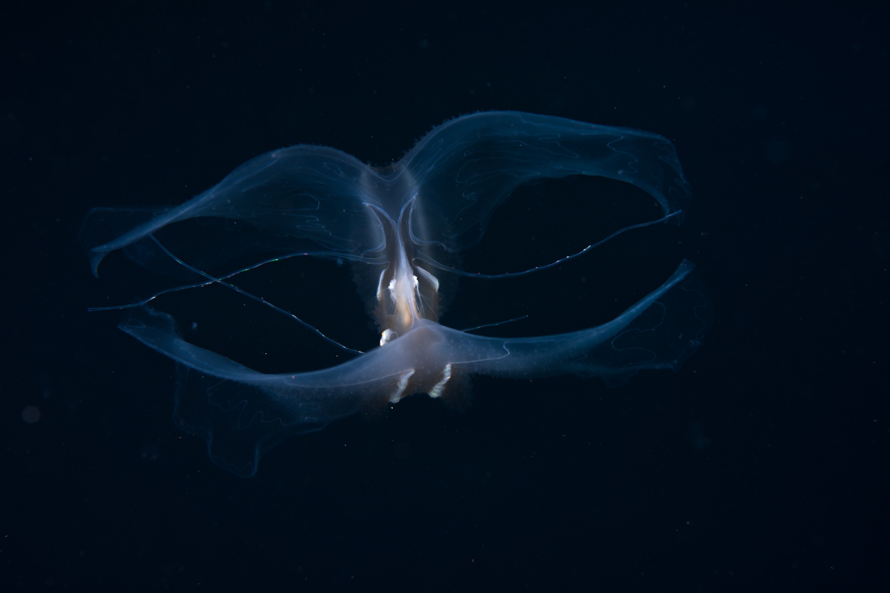 _CJM2347 – Ctenophore, new, zealand, crispin, seacology, seacologynz, jelly, comb