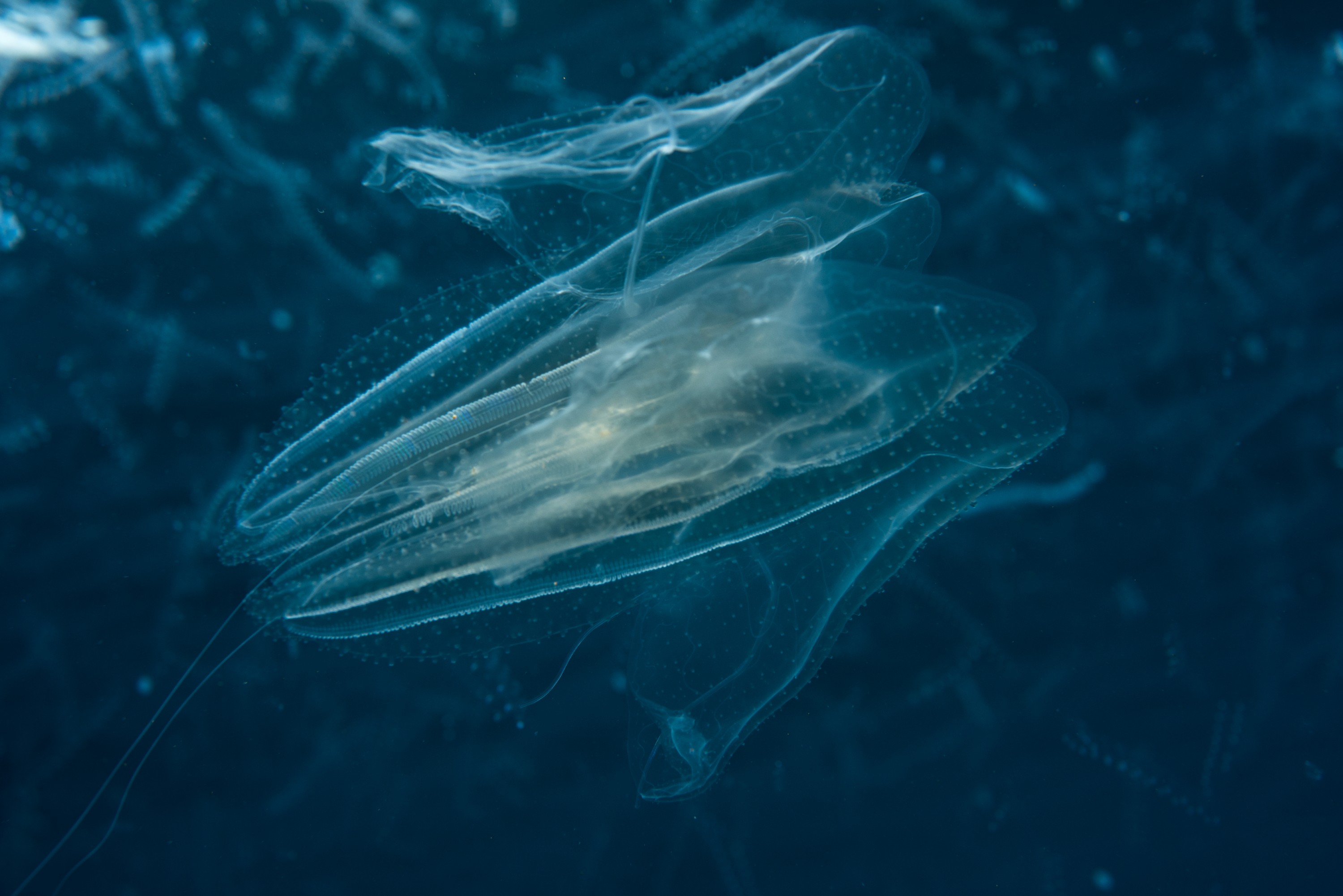 _CJM3580 – Ctenophore, new, zealand, crispin, seacology, seacologynz, jelly, comb