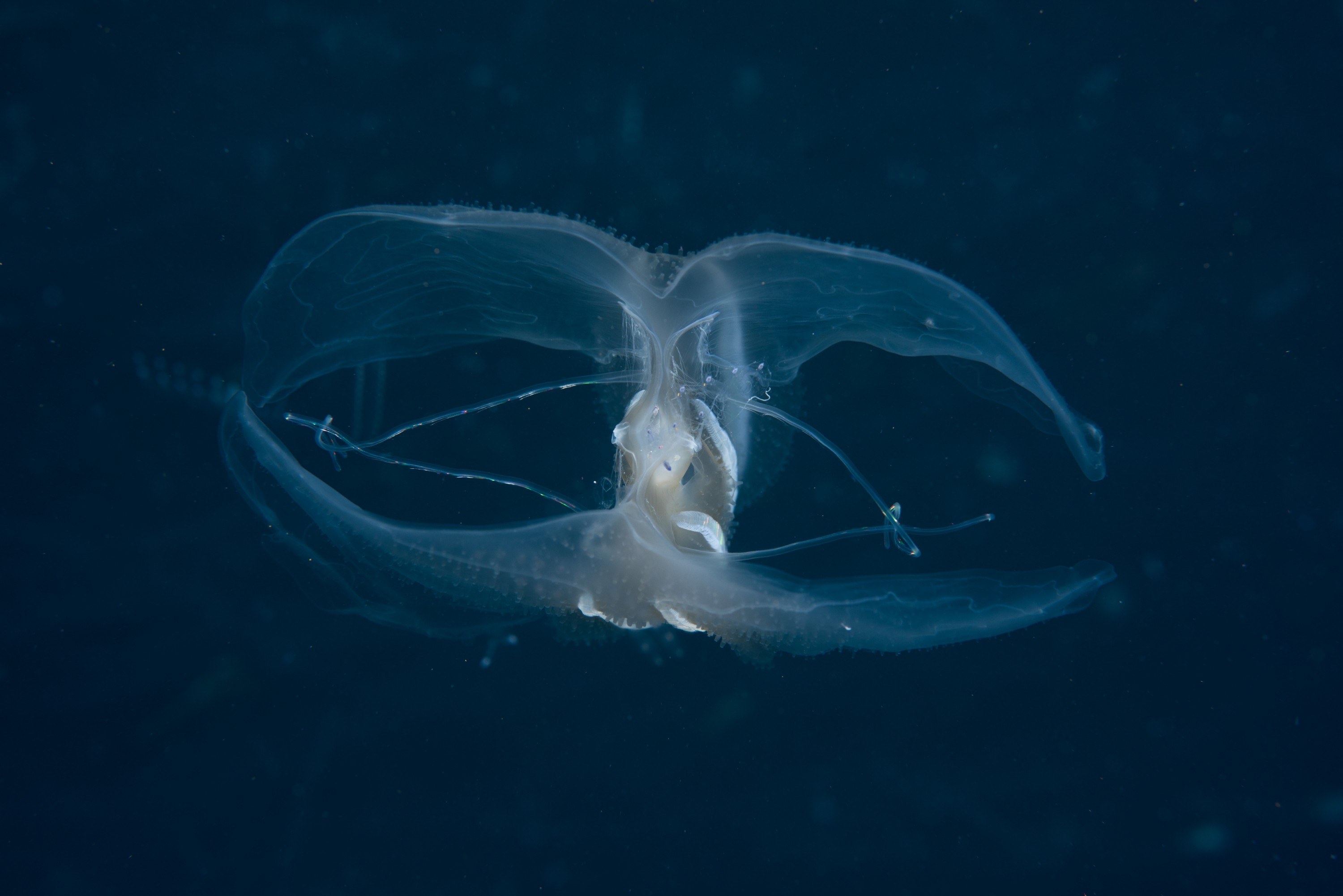 _CJM3581 – Ctenophore, new, zealand, crispin, seacology, seacologynz, jelly, comb