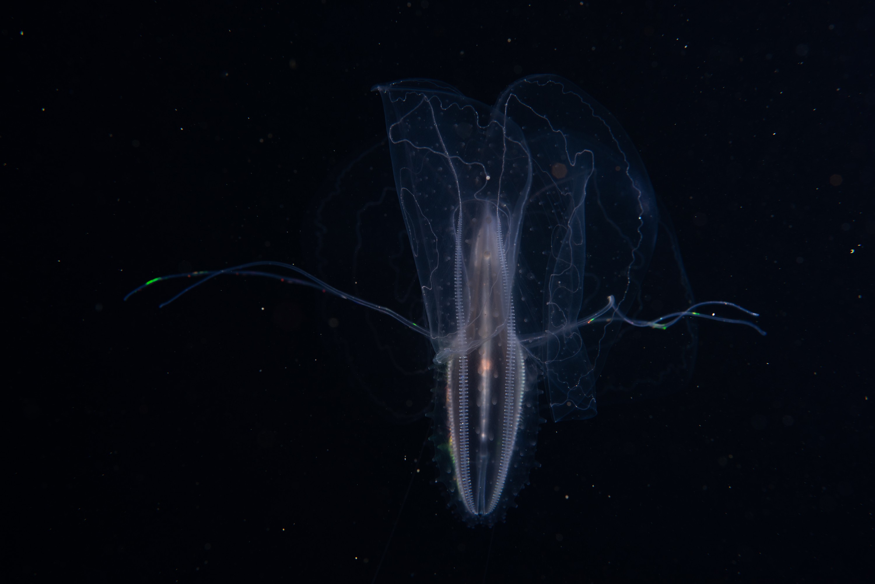 _CJM9568 – Ctenophore, new, zealand, crispin, seacology, seacologynz, jelly, comb