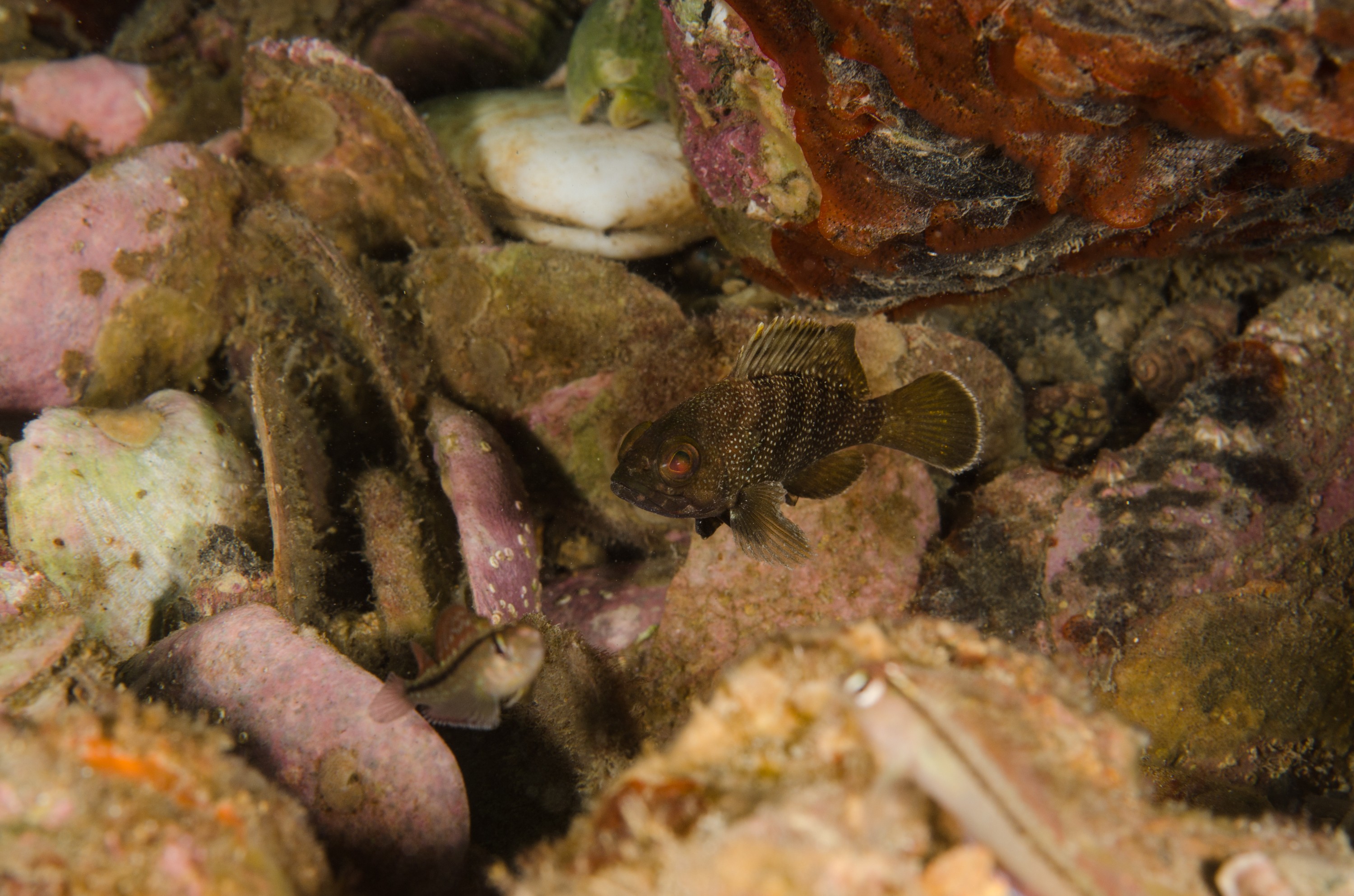 DSC_0397
