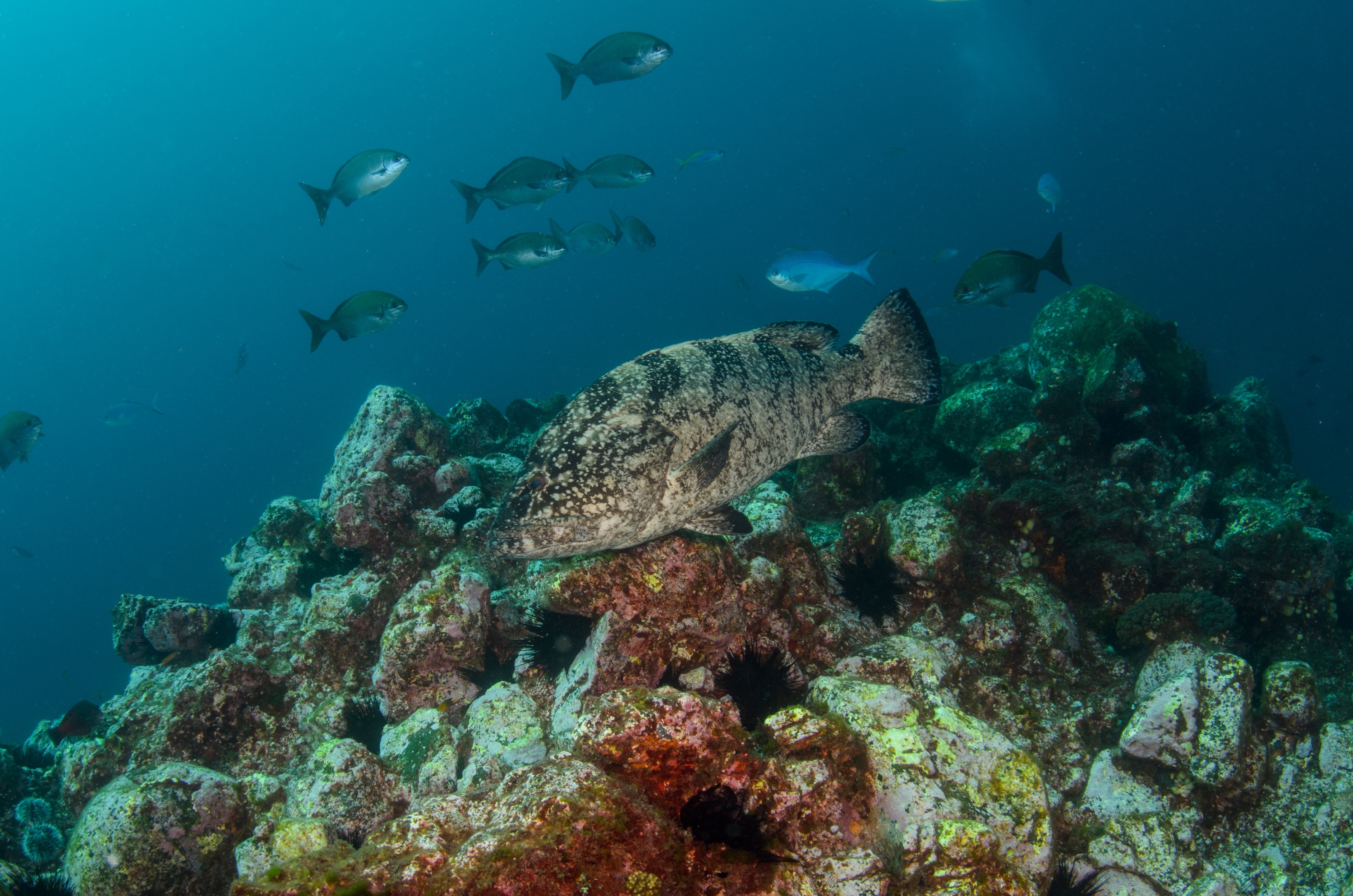 DSC_0805 – 2016, Epinephelus, Kermadec, NIWA, New, October 16, RV, Zealand, black, crispin, daemelii, expedition, grouper, kermadecs, marine, nz, ocean, raoul, reserve, sanctuary, seacology, seacologynz, spotted, tangaroa